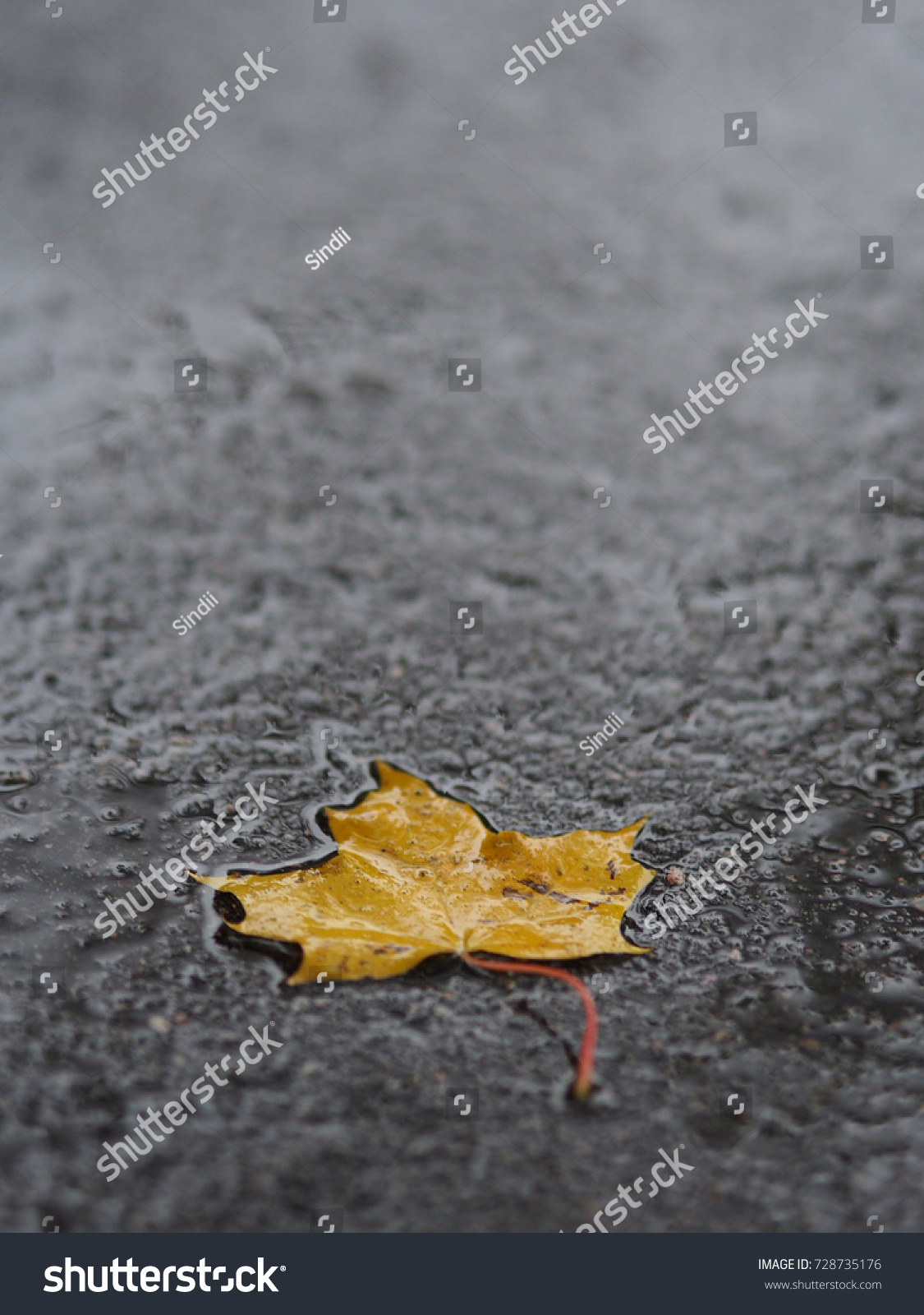 Fallen Autumn Tree Leaves On Wet Stock Photo Edit Now 728735176