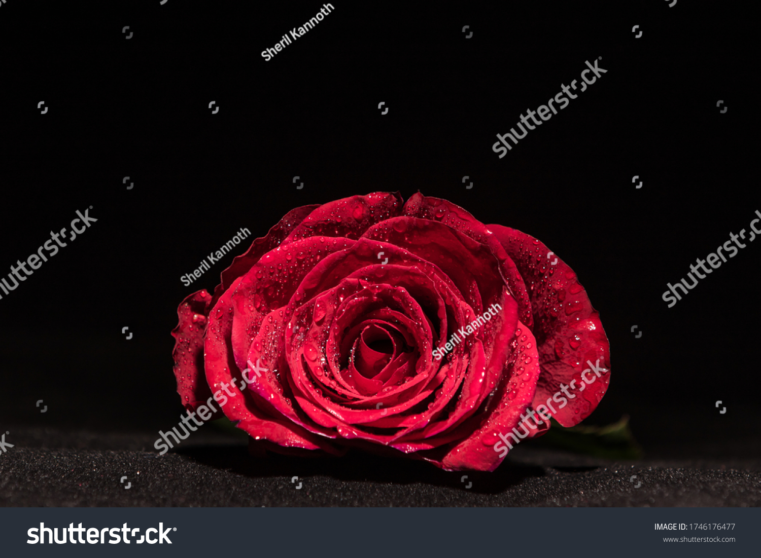 Fallen Red Rose Water Drops Black Stock Photo 1746176477 | Shutterstock
