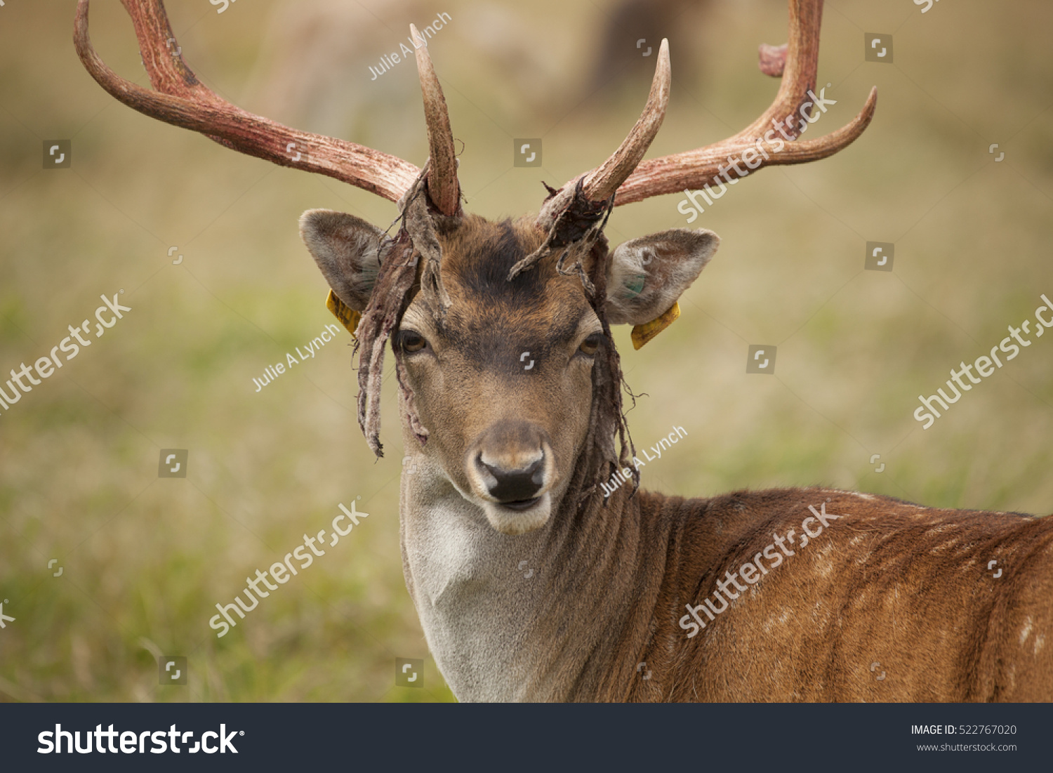 Fallow Deer In The Phoenix Park Dublin Stock Photo 522767020 : Shutterstock