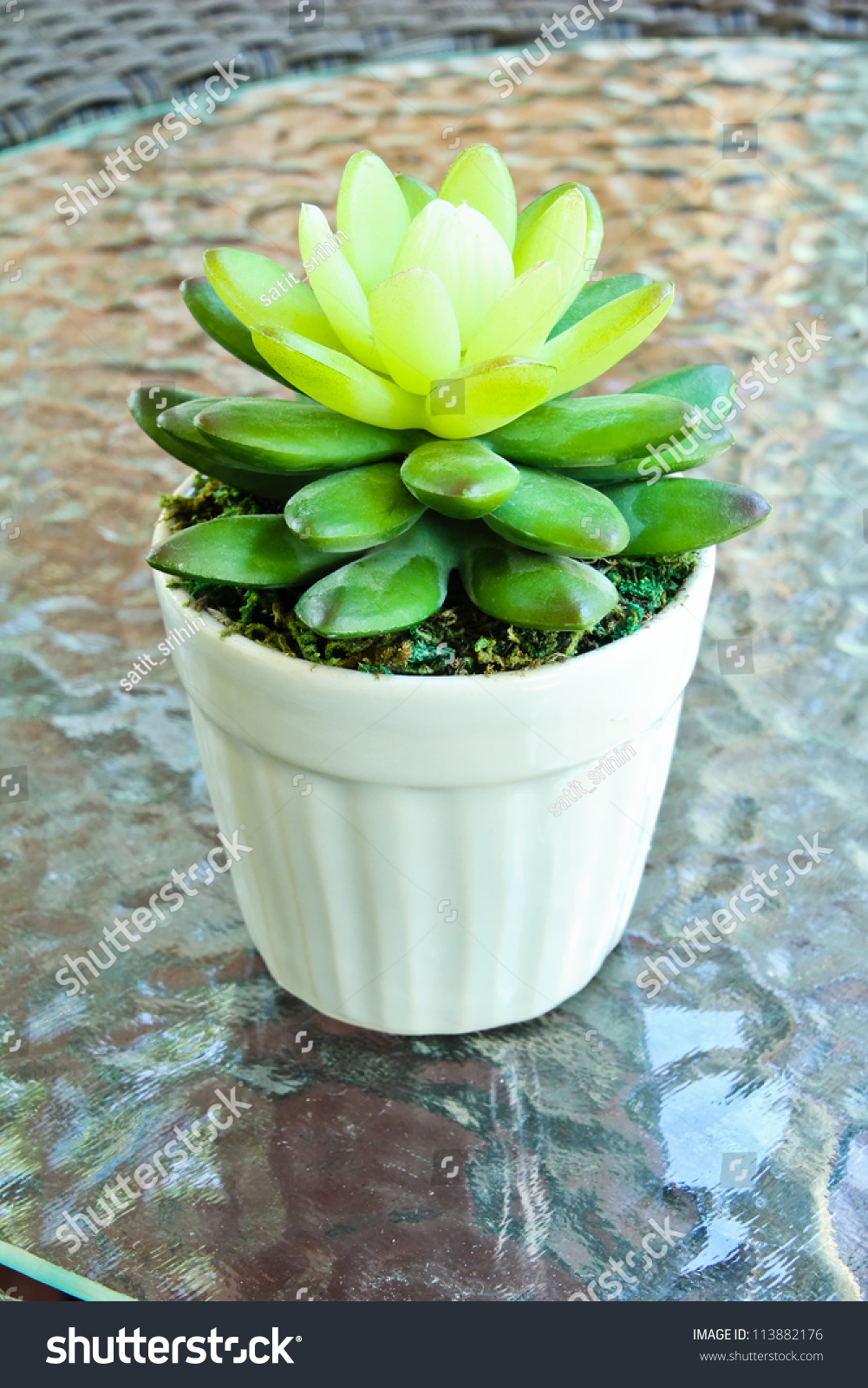 How to care for a false cactus on the windowsill How to care for a false cactus on the windowsill