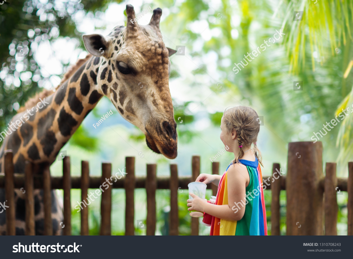 Family Feeding Giraffe Zoo Children Feed Stock Photo (Edit Now) 1310708243