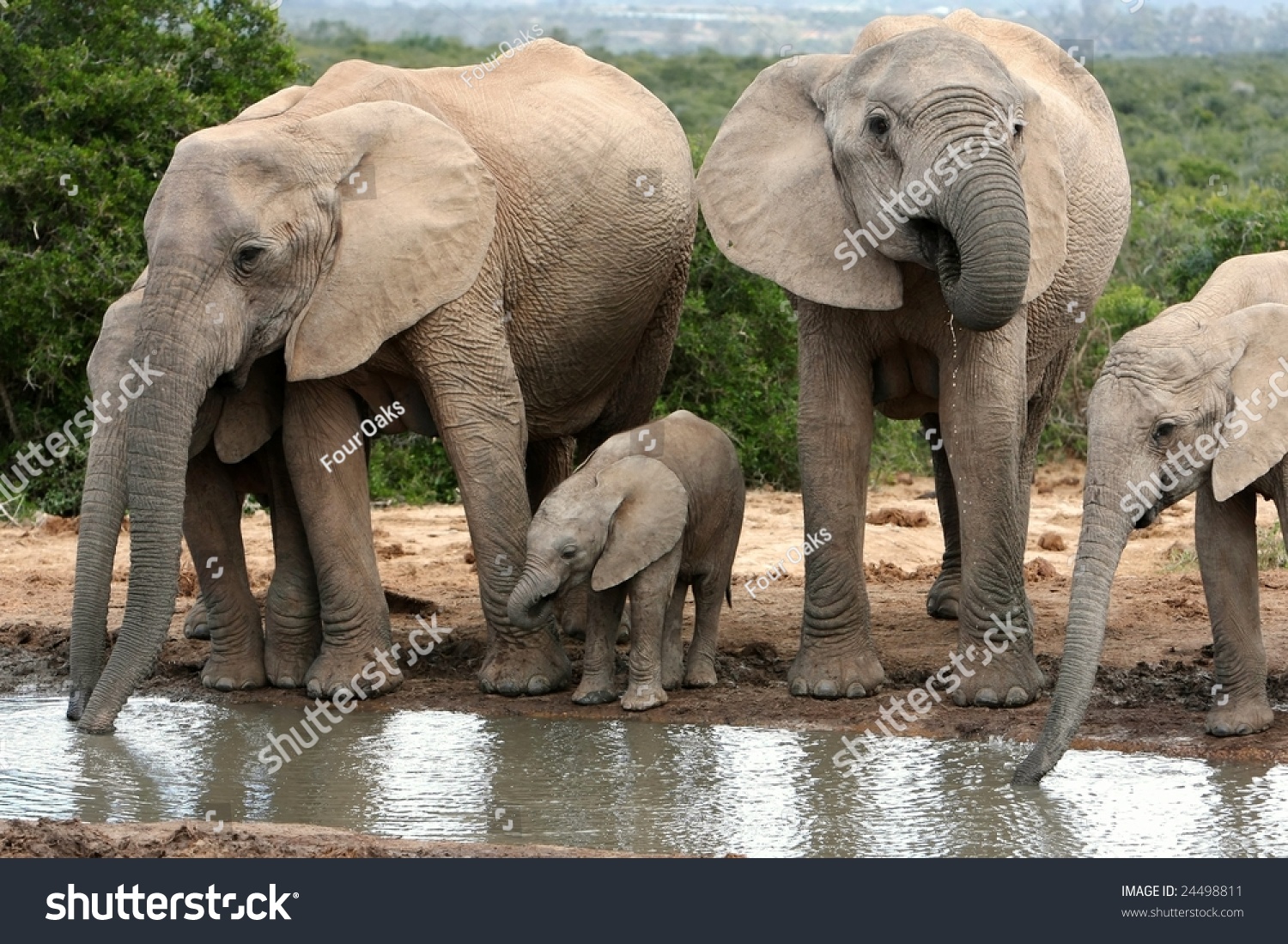 Family Group Of African Elephants Drinking Water Stock Photo 24498811 ...