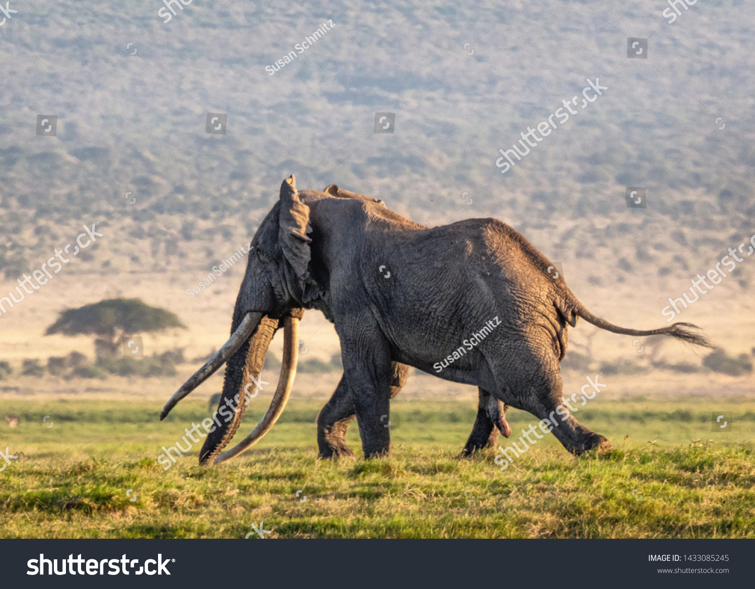 Famous Big Tusker Elephant Named Tim Stock Photo (Edit Now) 1433085245