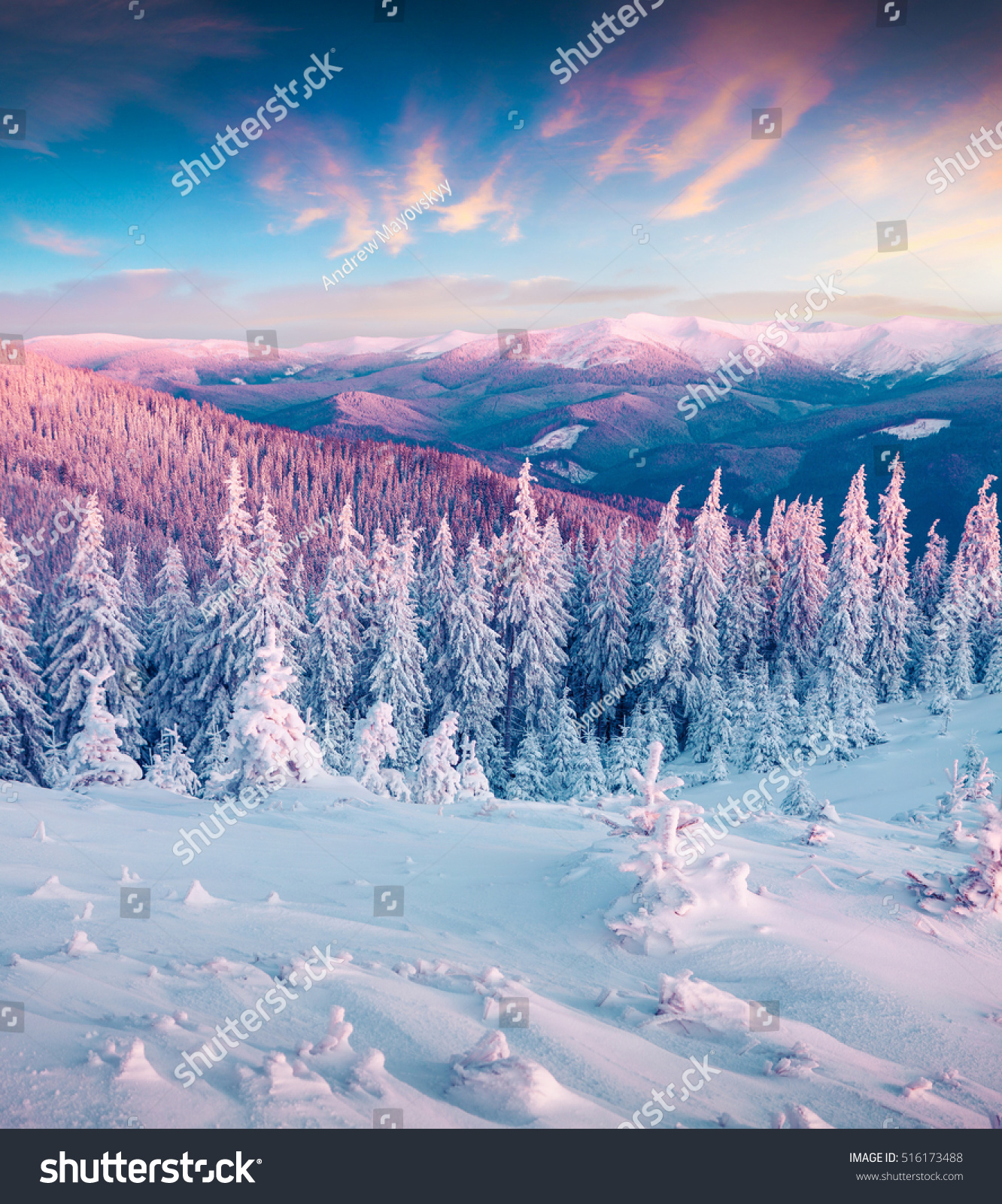 Fantastic Winter Sunrise In Carpathian Mountains With Snow Cowered Trees Colorful Outdoor Scene Happy New Year Cele Tion Concept Fantastic Winter Sunrise In Carpathian Mountains With Snow Cowered Trees Colorful Outdoor Scene Happy New Year Cele Tion Concept