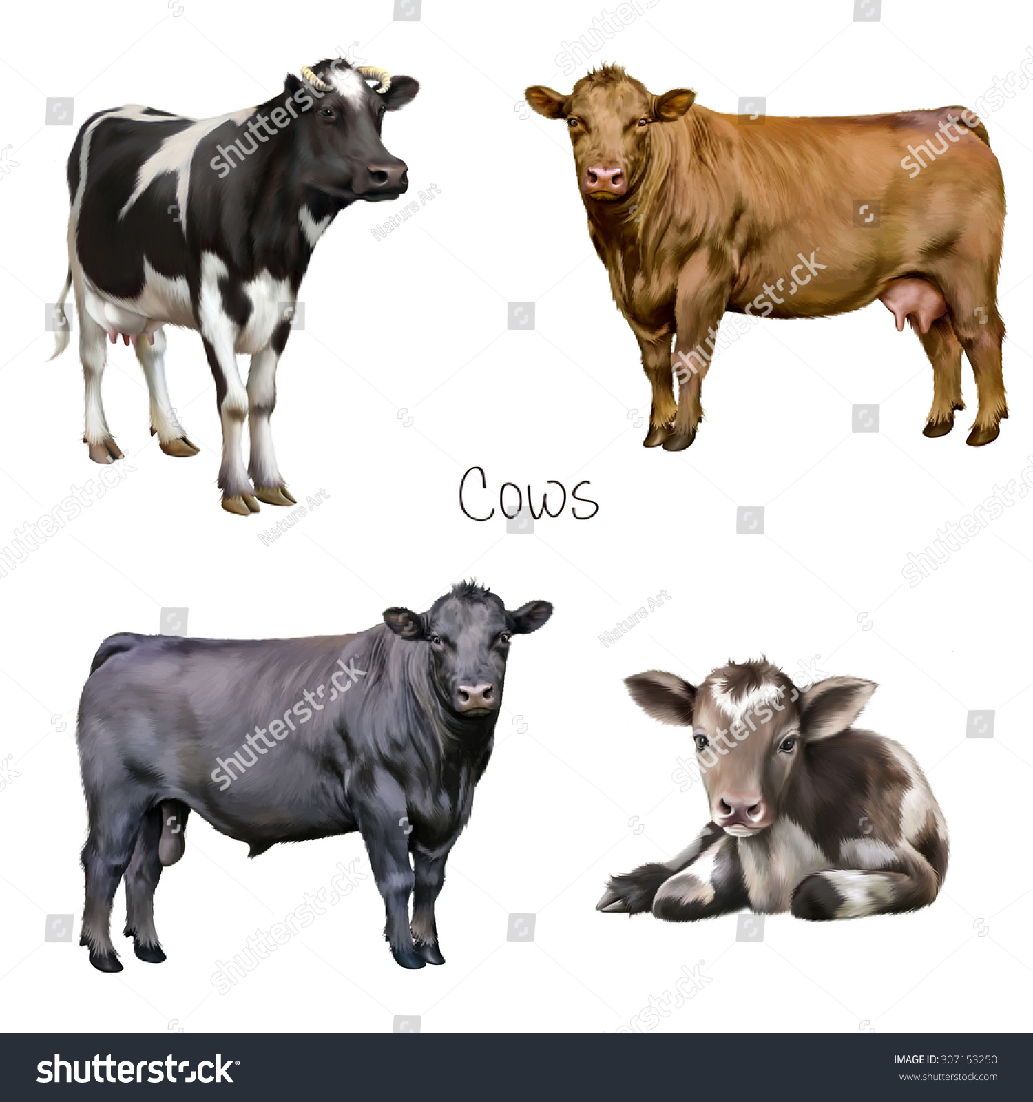 Farm Animals Black White Cow Black Stock Illustration 307153250 ...