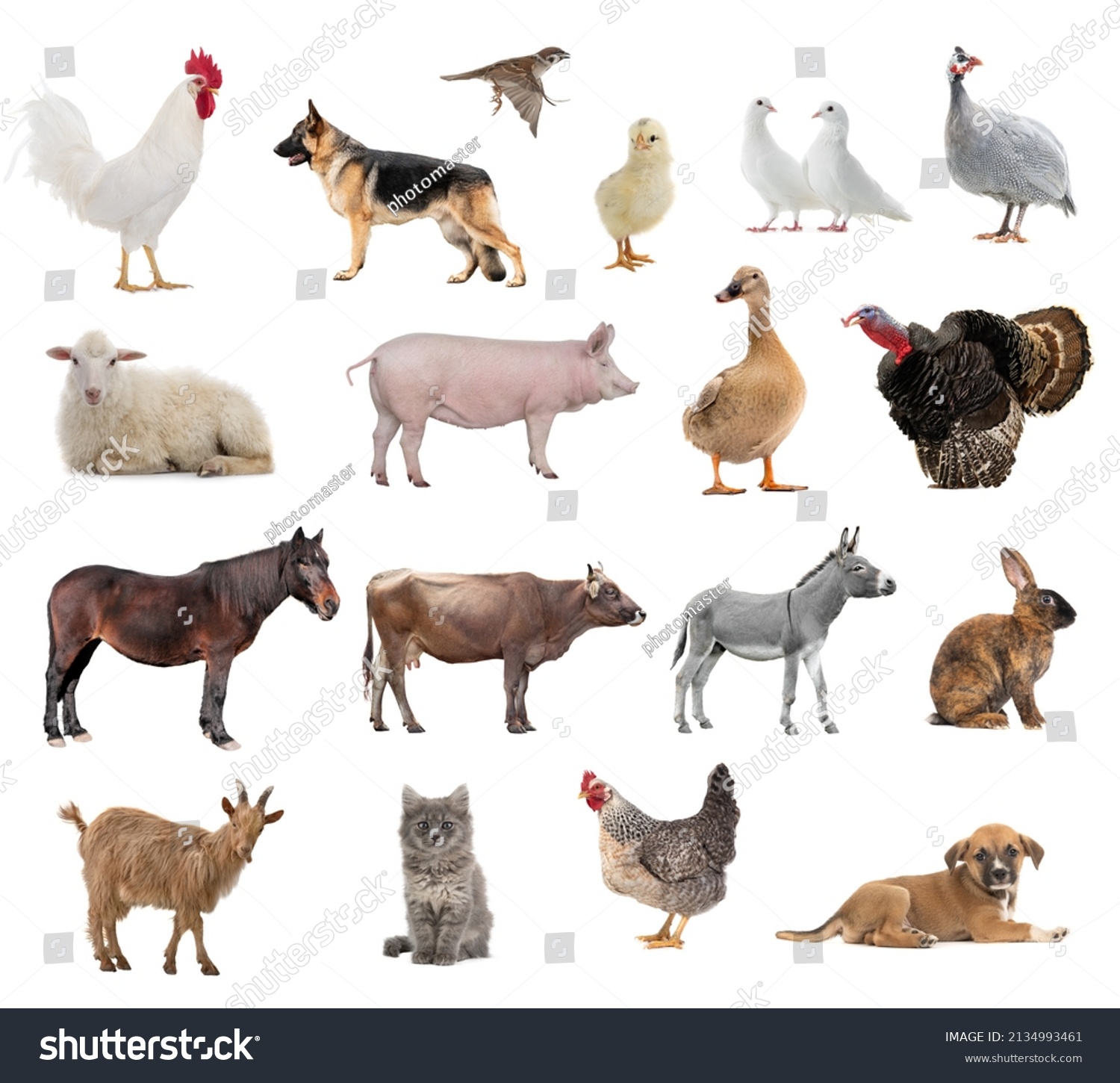 Farm Animals Collage Isolated On White Stock Photo 2134993461 ...