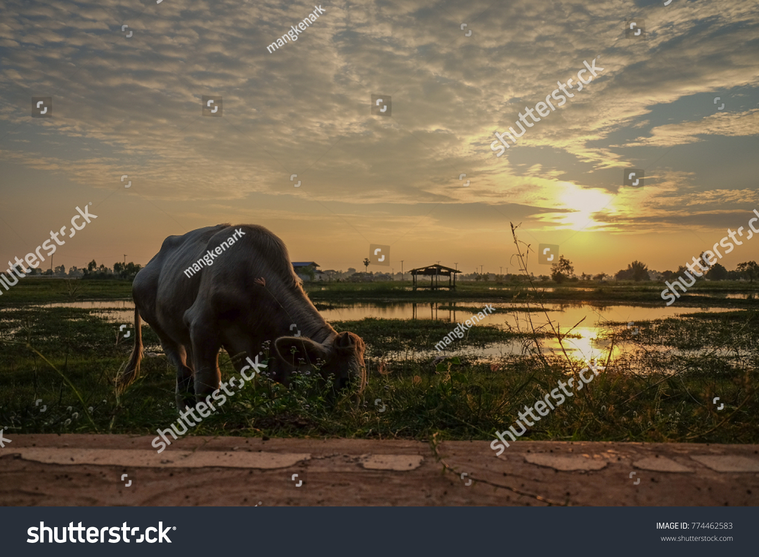 Farm Cow On Sunrise Cottages Fields Parks Outdoor Stock Image
