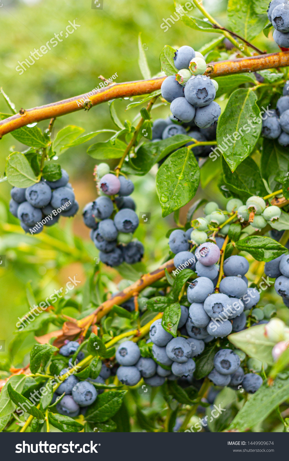 Farm Fresh Blueberries On Vine Stock Photo Edit Now 1449909674