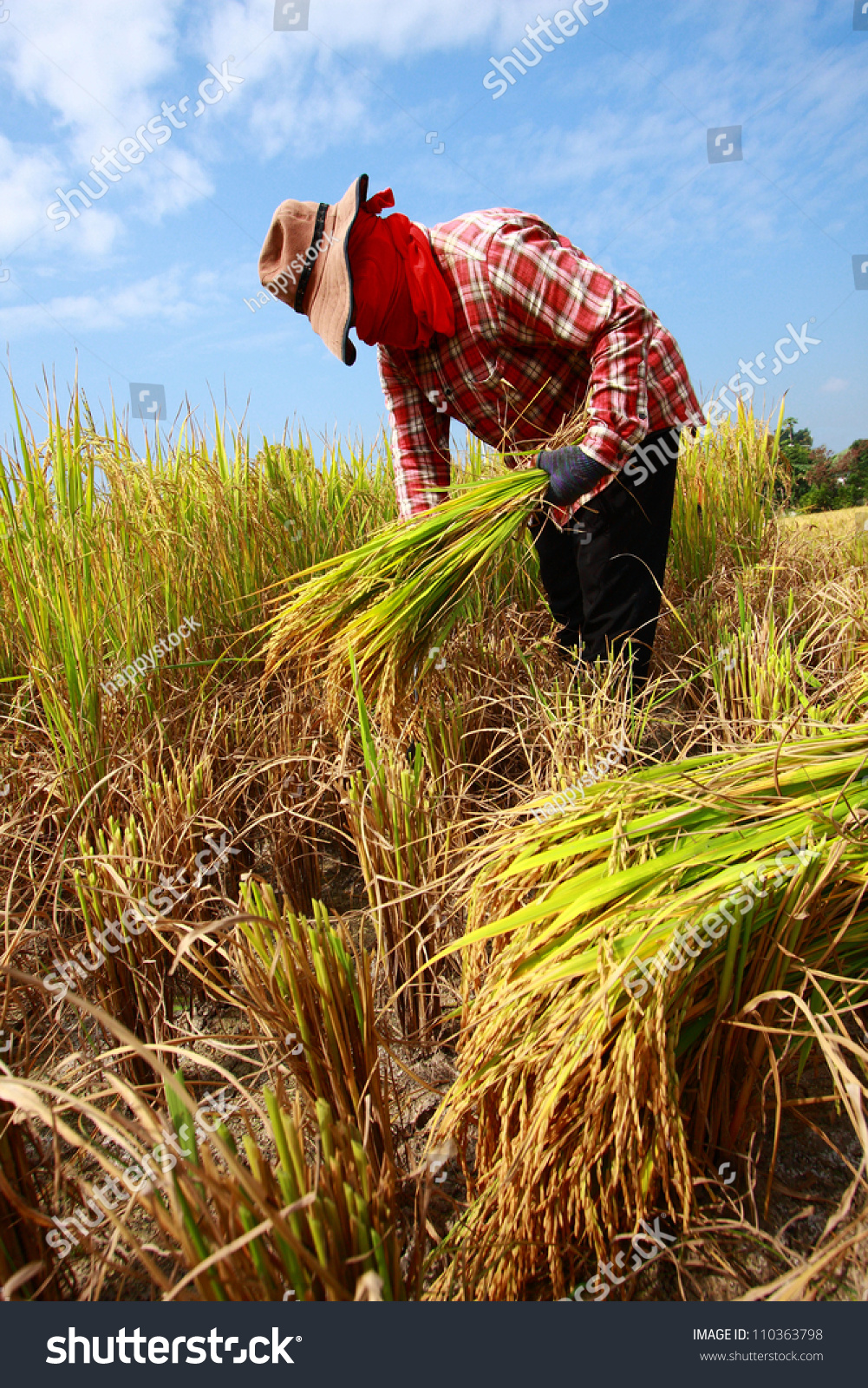 Farmer Harvesting Rice Field By Sickle Stock Photo 110363798 : Shutterstock