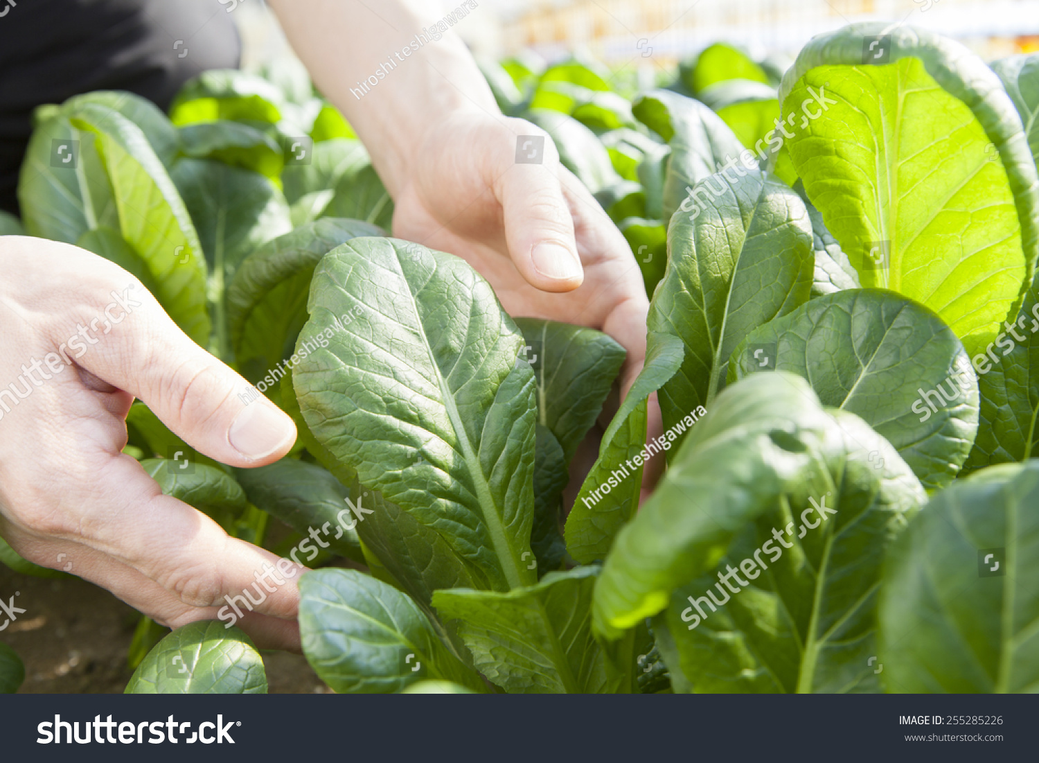 Farmer Picking Vegetable Stock Photo 255285226 - Shutterstock