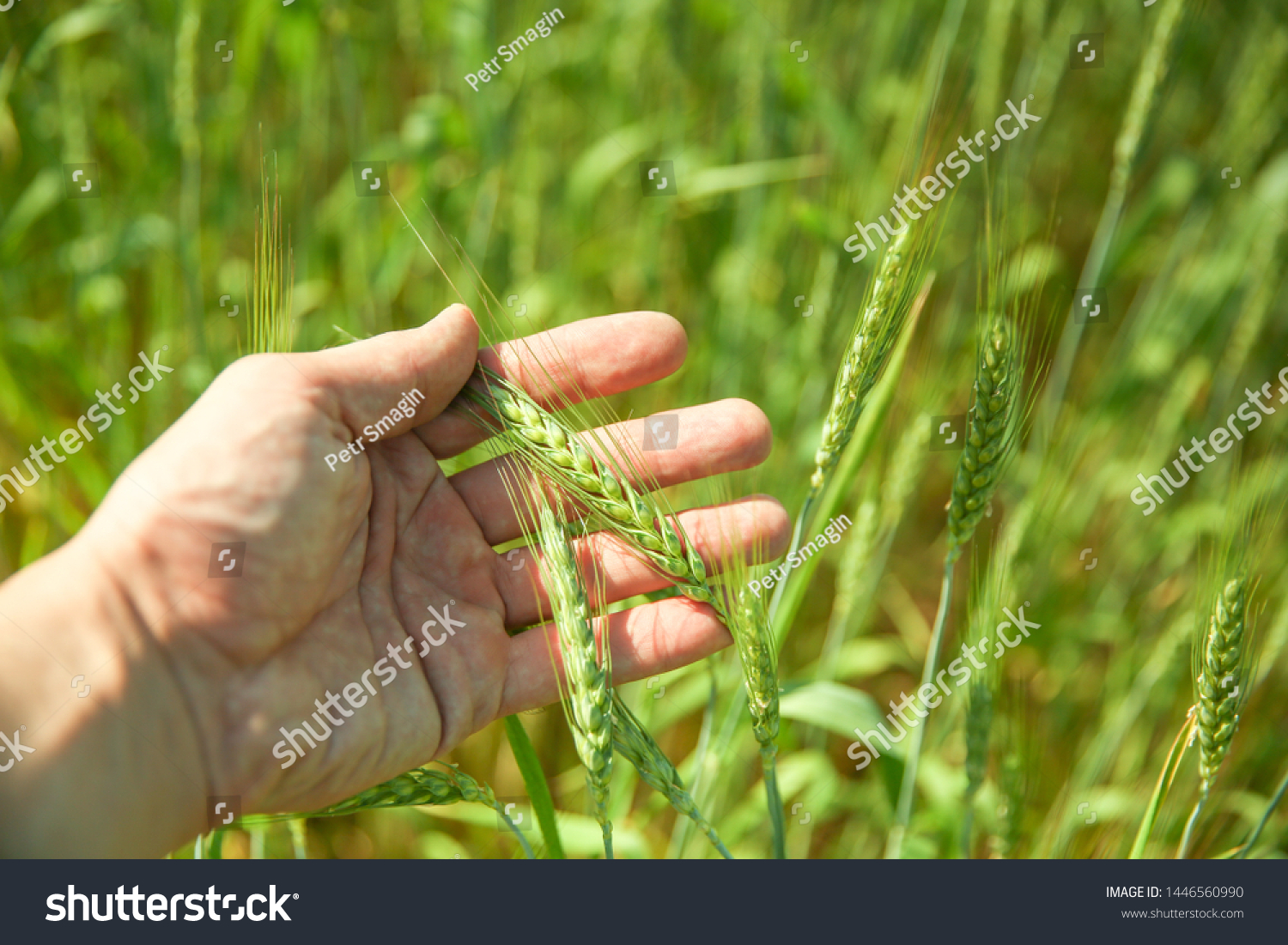 23,634 Green wheat spike Images, Stock Photos & Vectors | Shutterstock