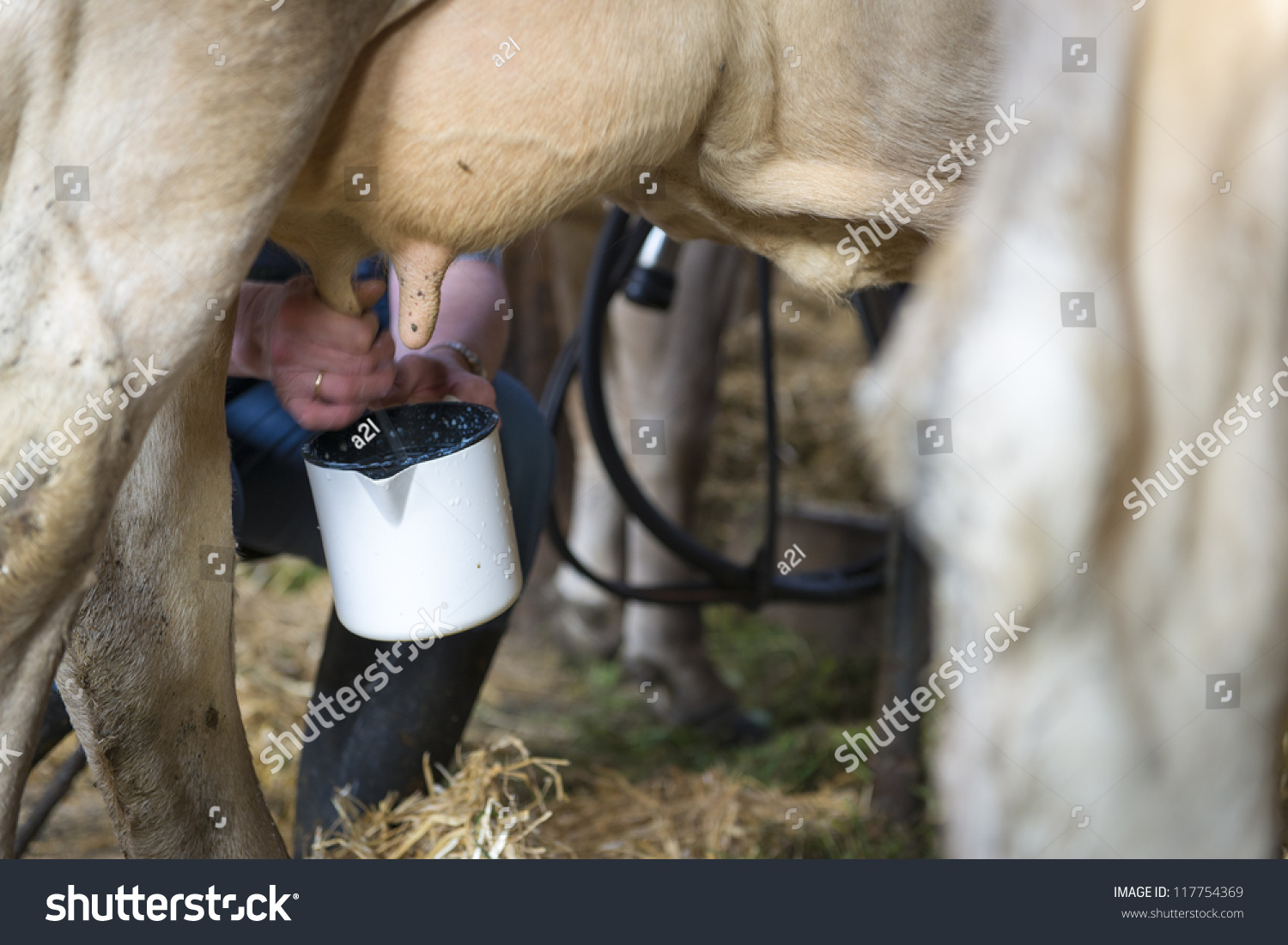 Farmer Takes Milk From Udder Of Cow And Milkery Machine Stock Photo ...