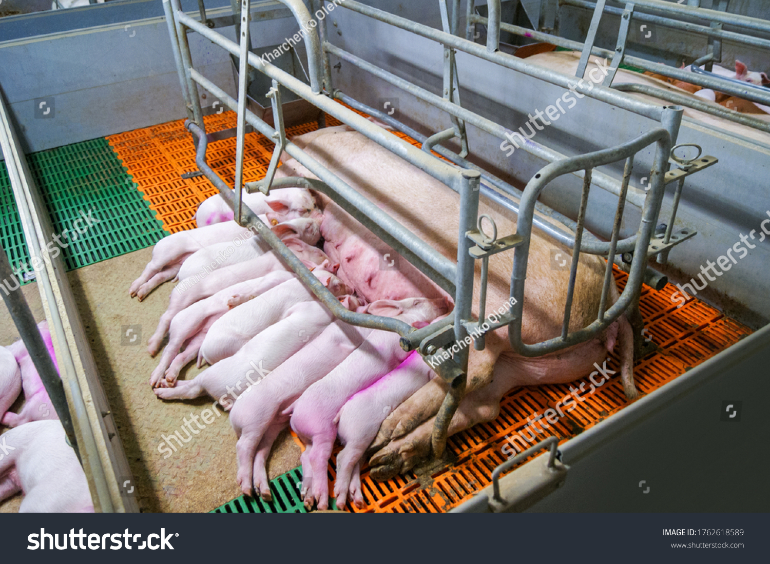 44 Farrowing crate Images, Stock Photos & Vectors Shutterstock