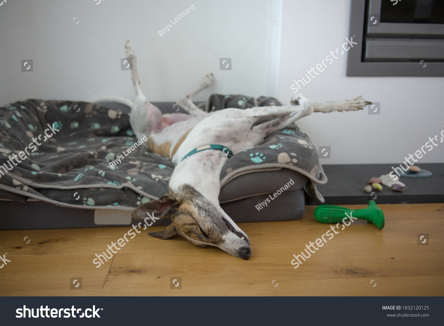 Dog spread legs Images, Stock Photos & Vectors | Shutterstock