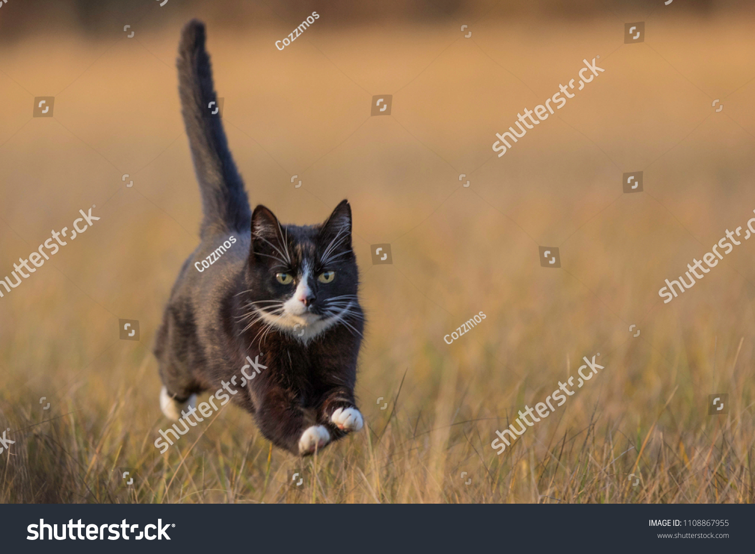 野原を走る速い猫 の写真素材 今すぐ編集