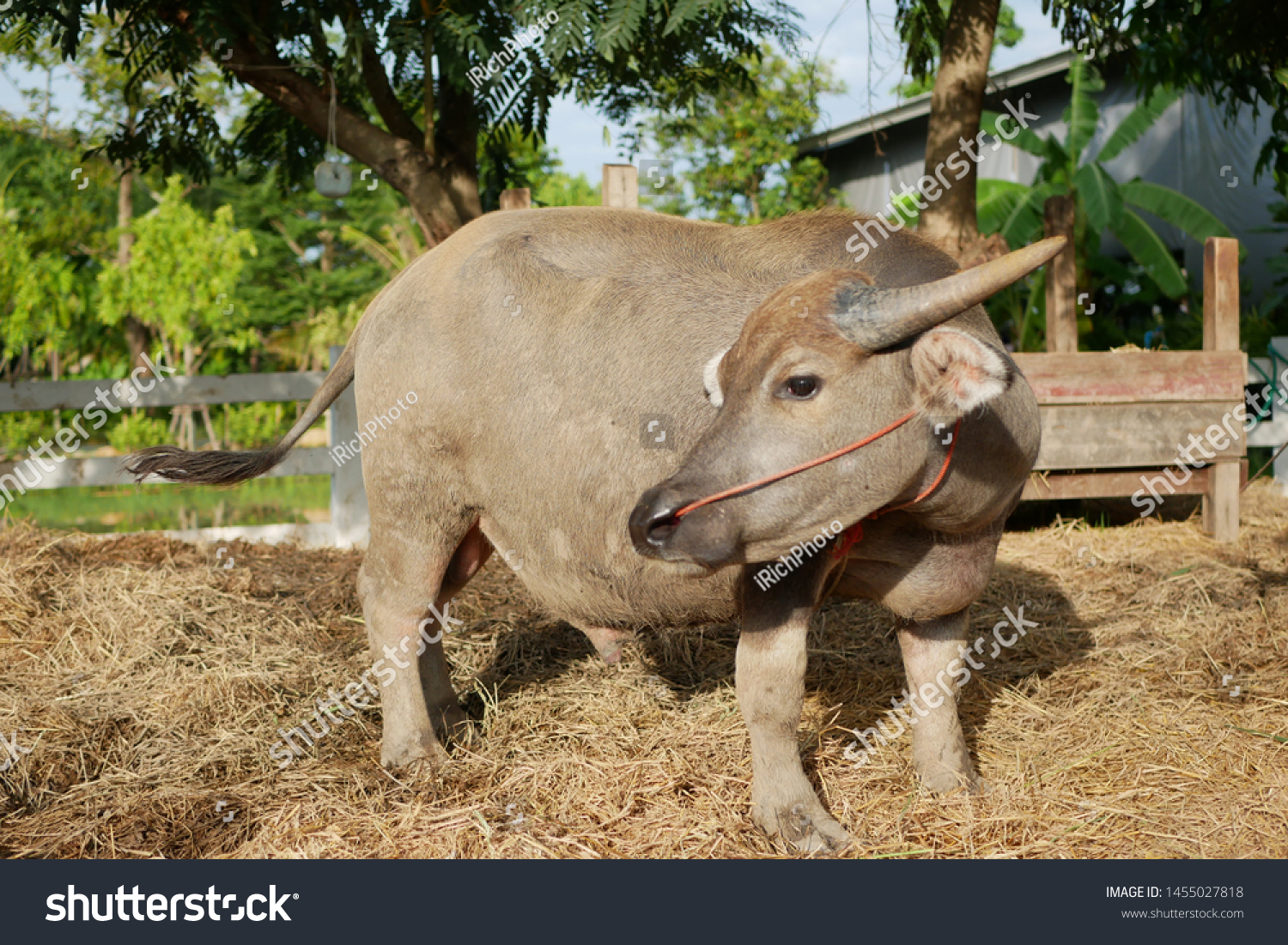 partiskhed Solrig kupon Fat Buffalo On Farm Looking Food Stock Photo (Edit Now) 1455027818
