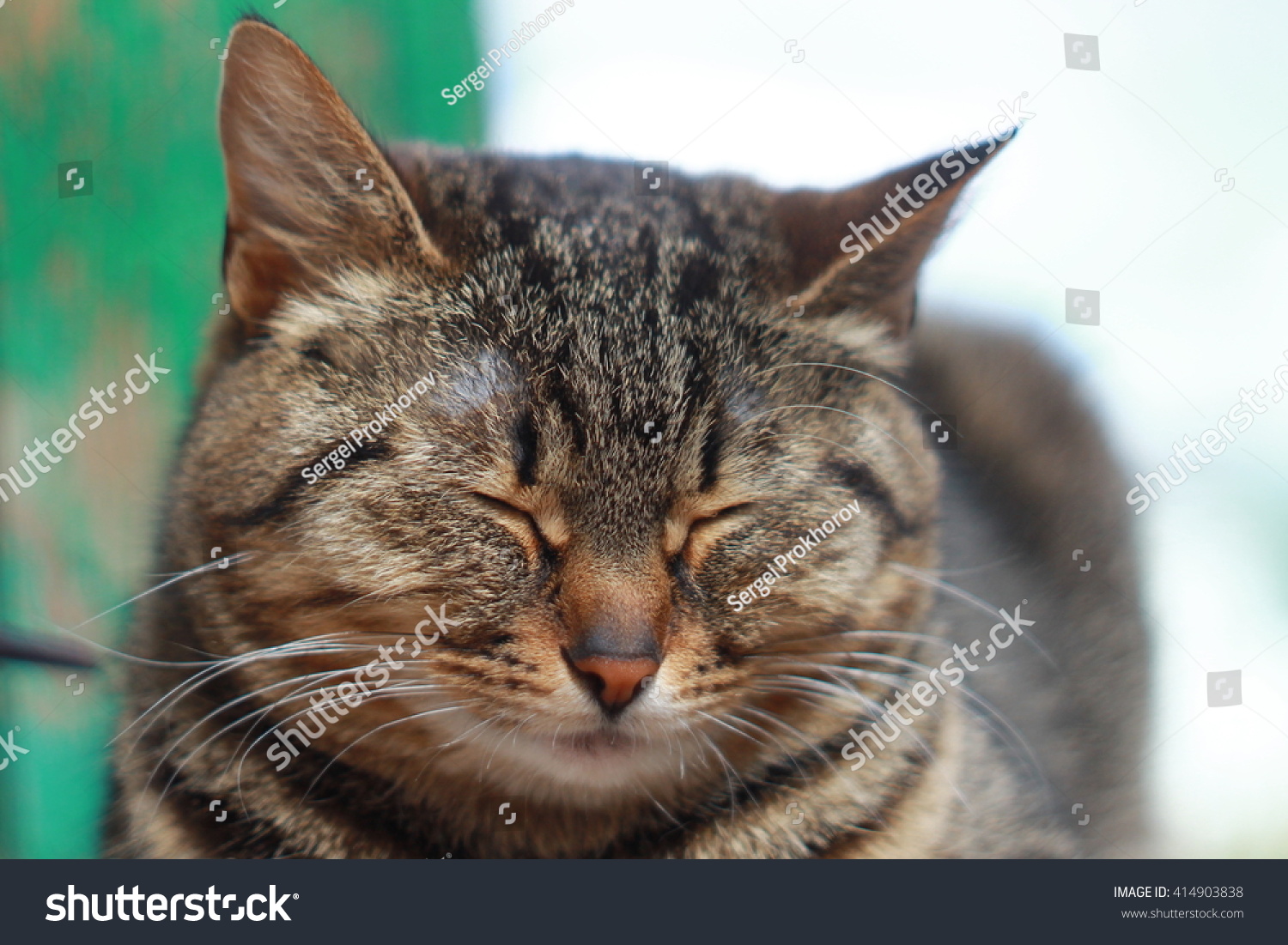 Fat Lazy Cat Stock Photo 414903838 - Shutterstock