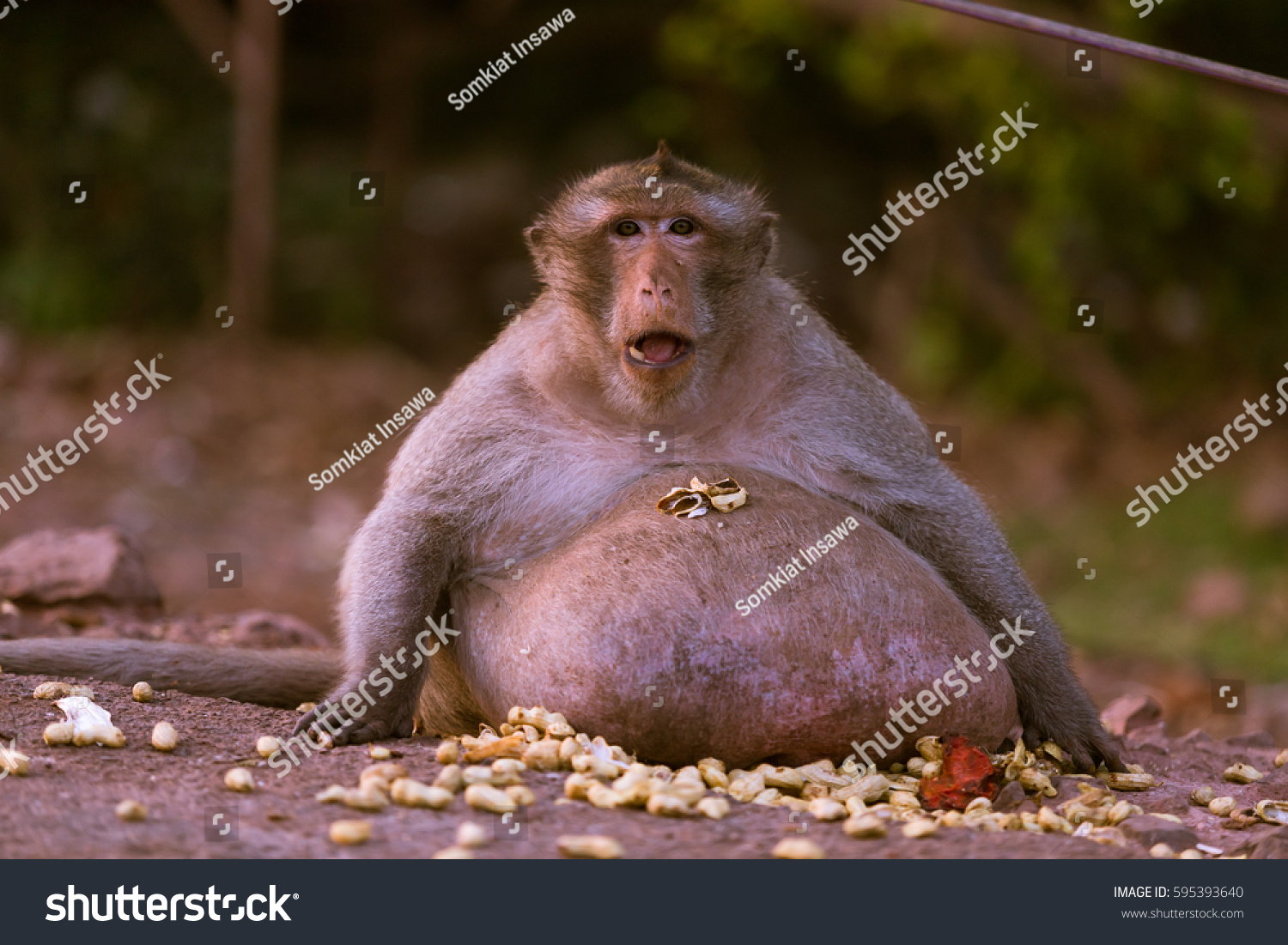 6,809 Fat monkey Images, Stock Photos & Vectors | Shutterstock