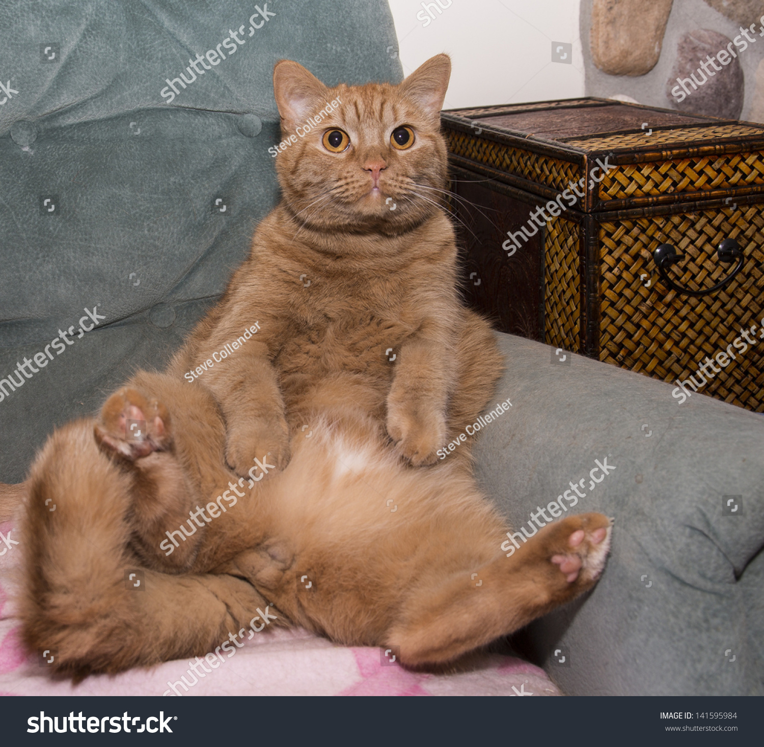  Fat  Orange Cat  Sitting On Lounge  Stock Photo 141595984 