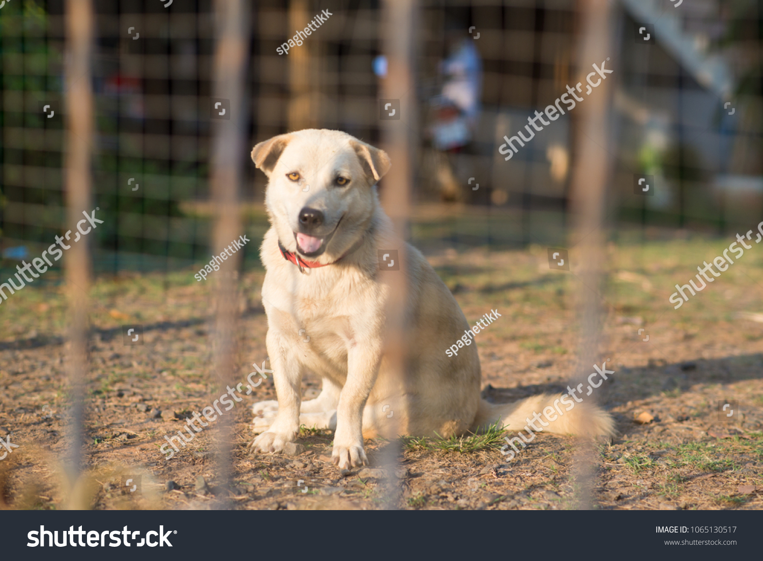 Fat Small Short Hair Dog Sitting Stock Photo Edit Now 1065130517