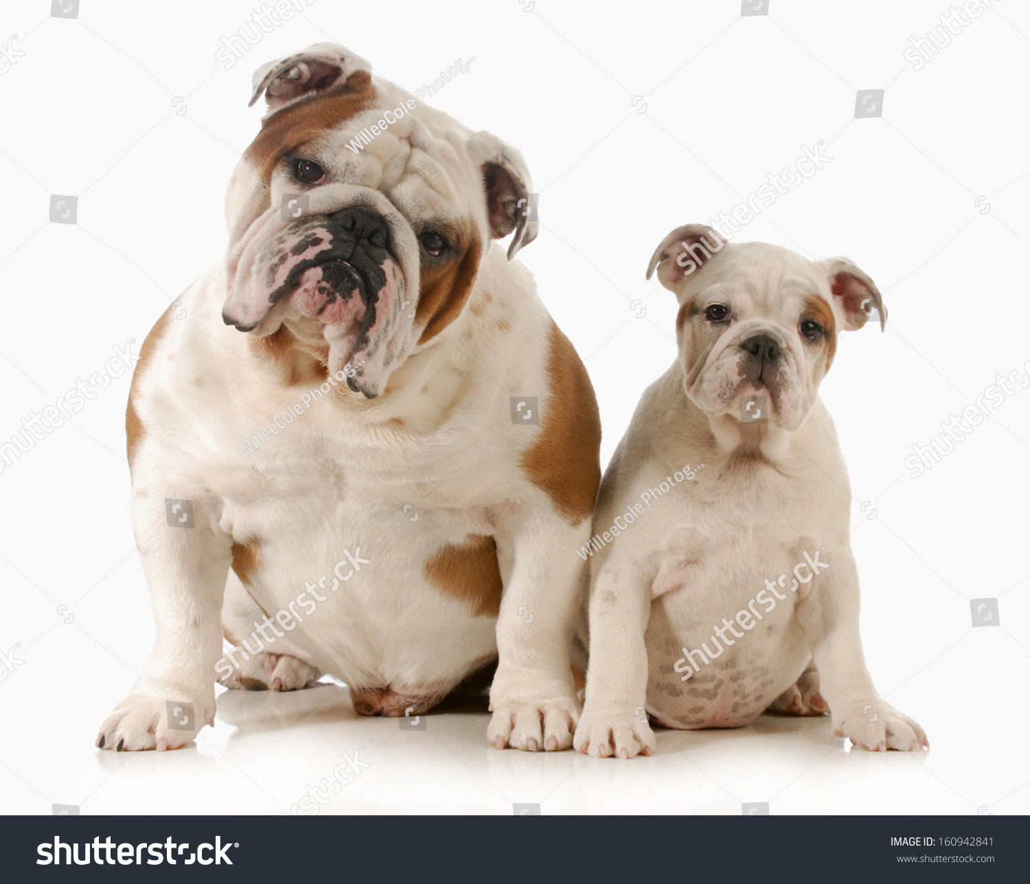 can you breed father and daughter dogs