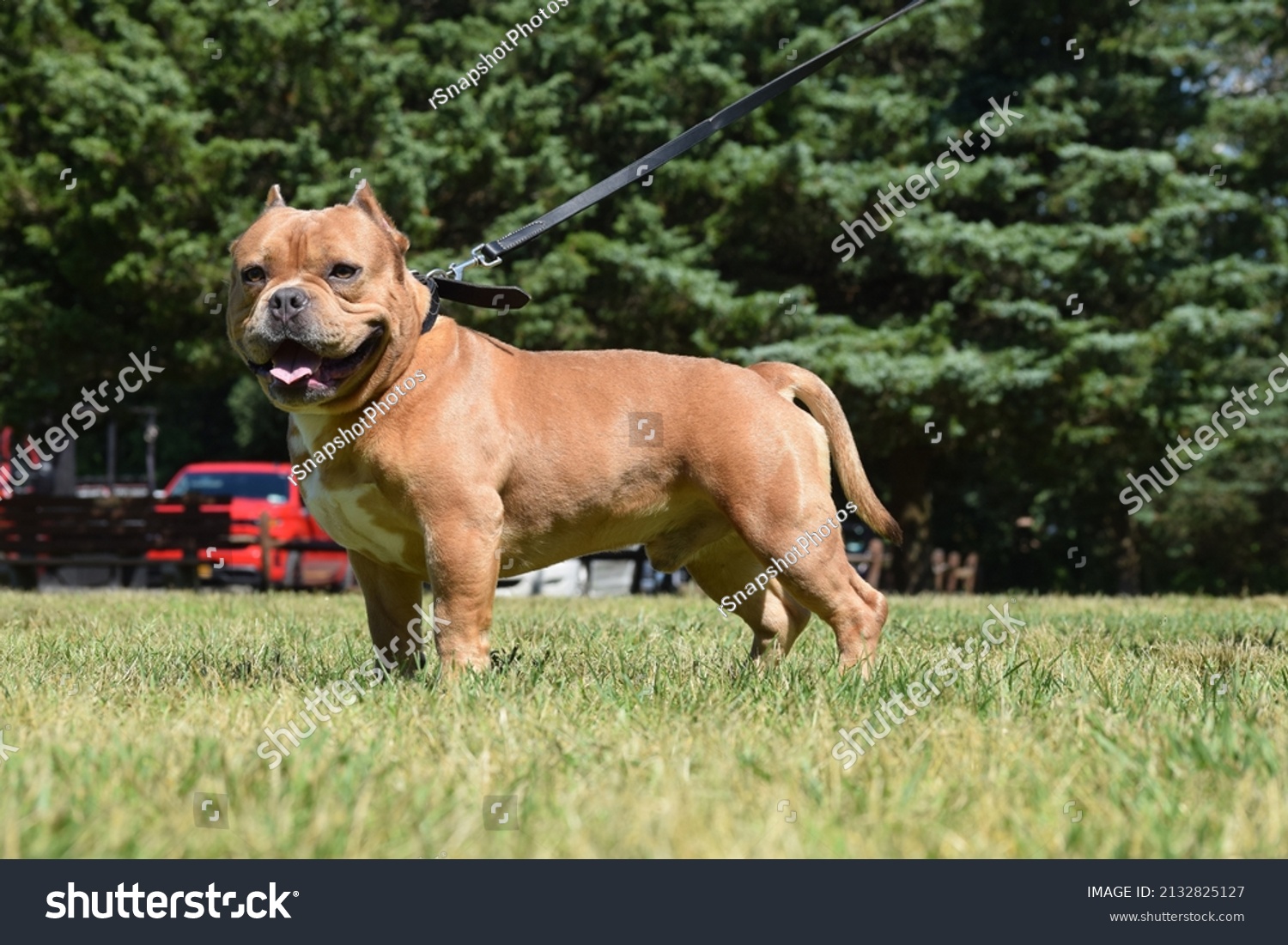 fawn blue nose pitbull bully