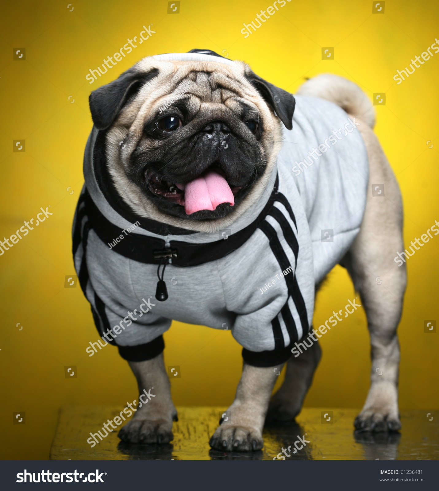 pug sweaters for dogs