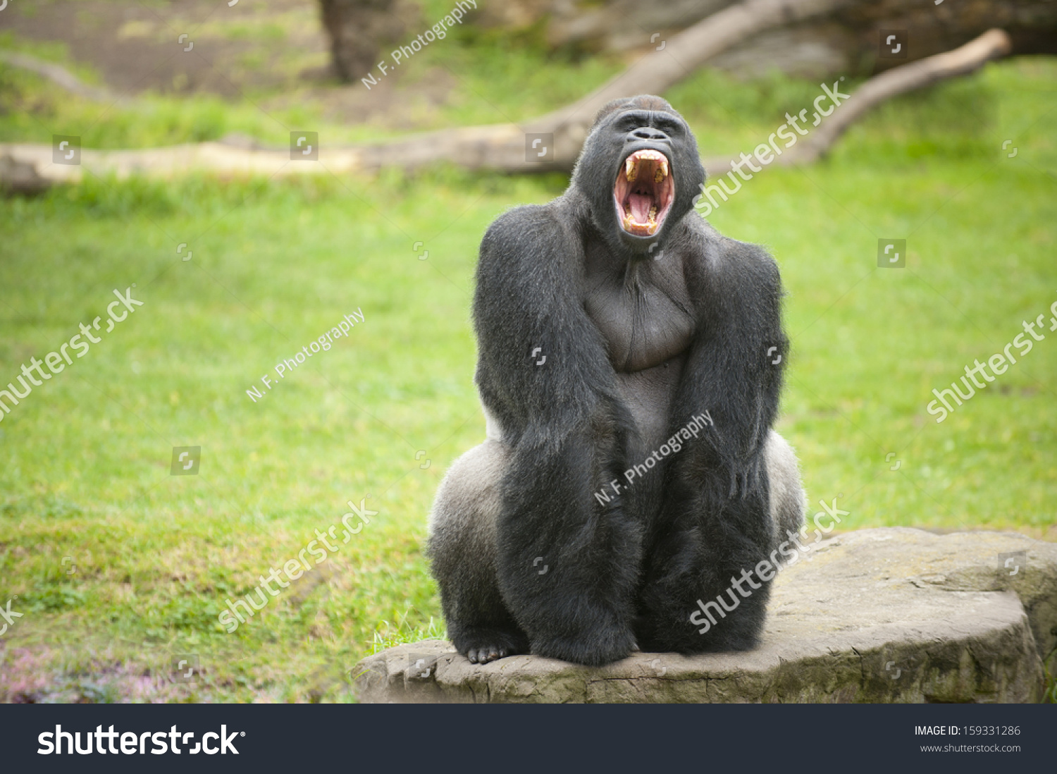 Fearsome Large Silverback Gorilla Showing Its Teeth. Stock Photo ...