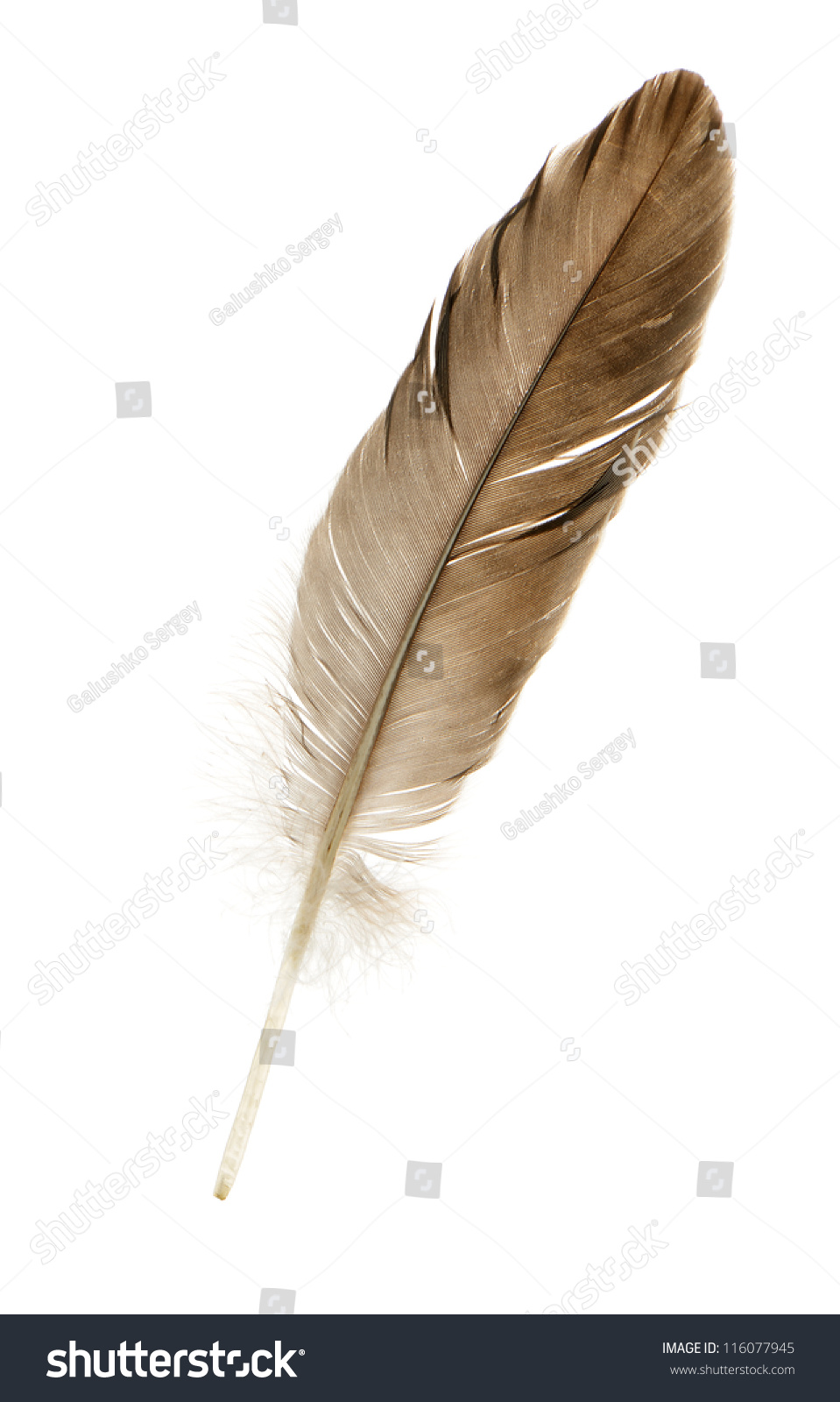 Feather Pen. Isolated On A White Background. Stock Photo 116077945 ...