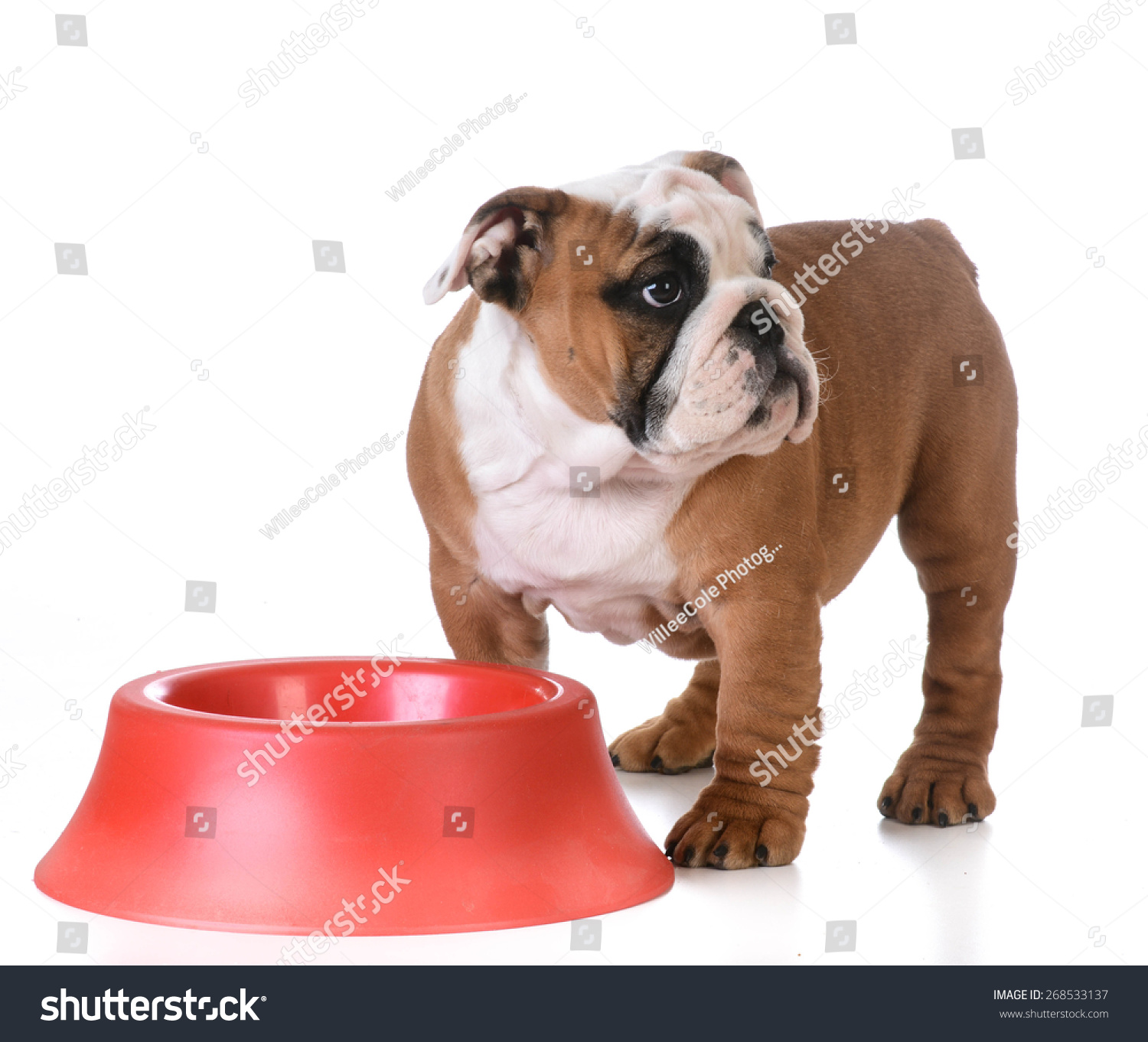 dog bowls for bulldogs