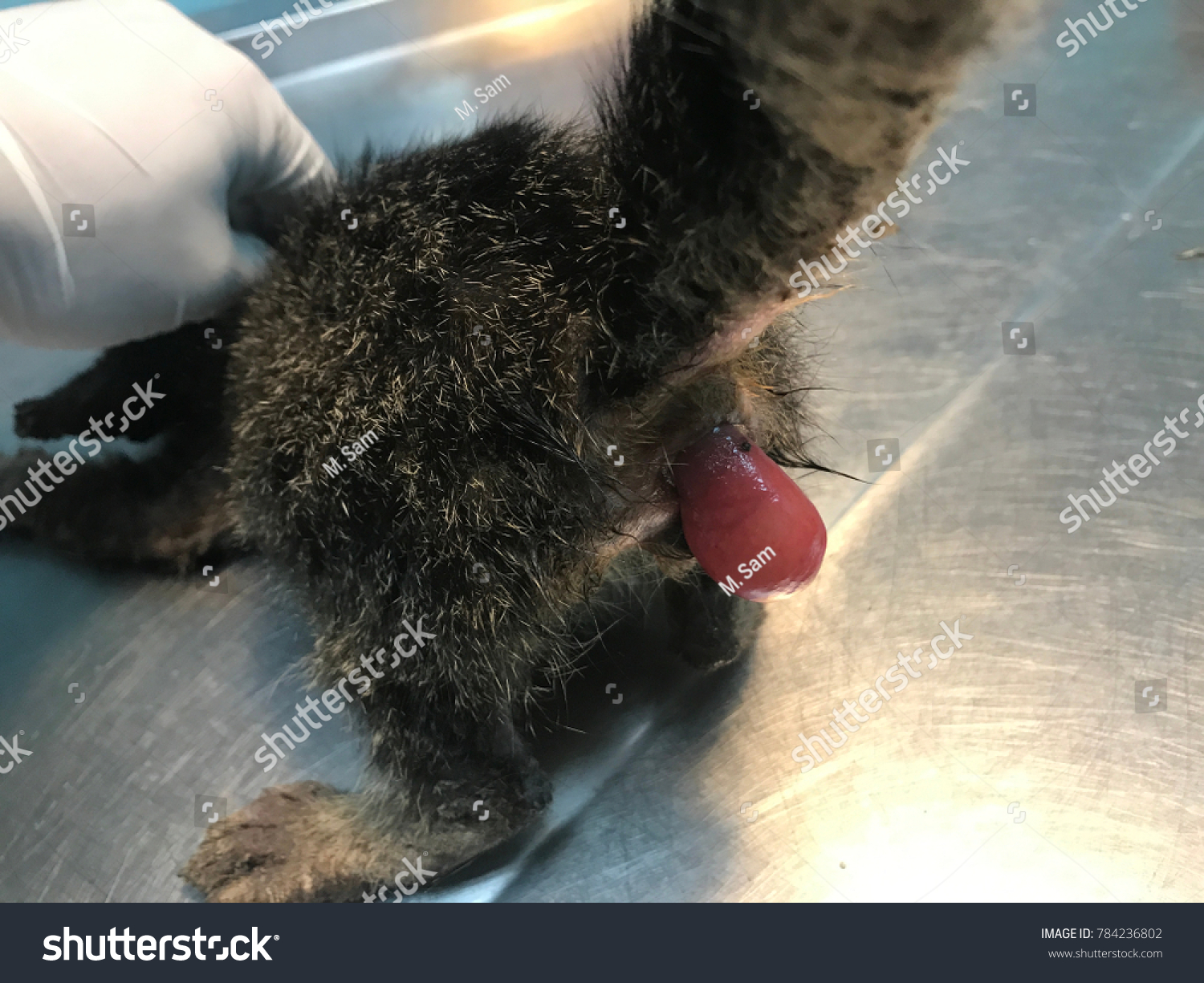 Rectal Prolapse In Cats Surgery