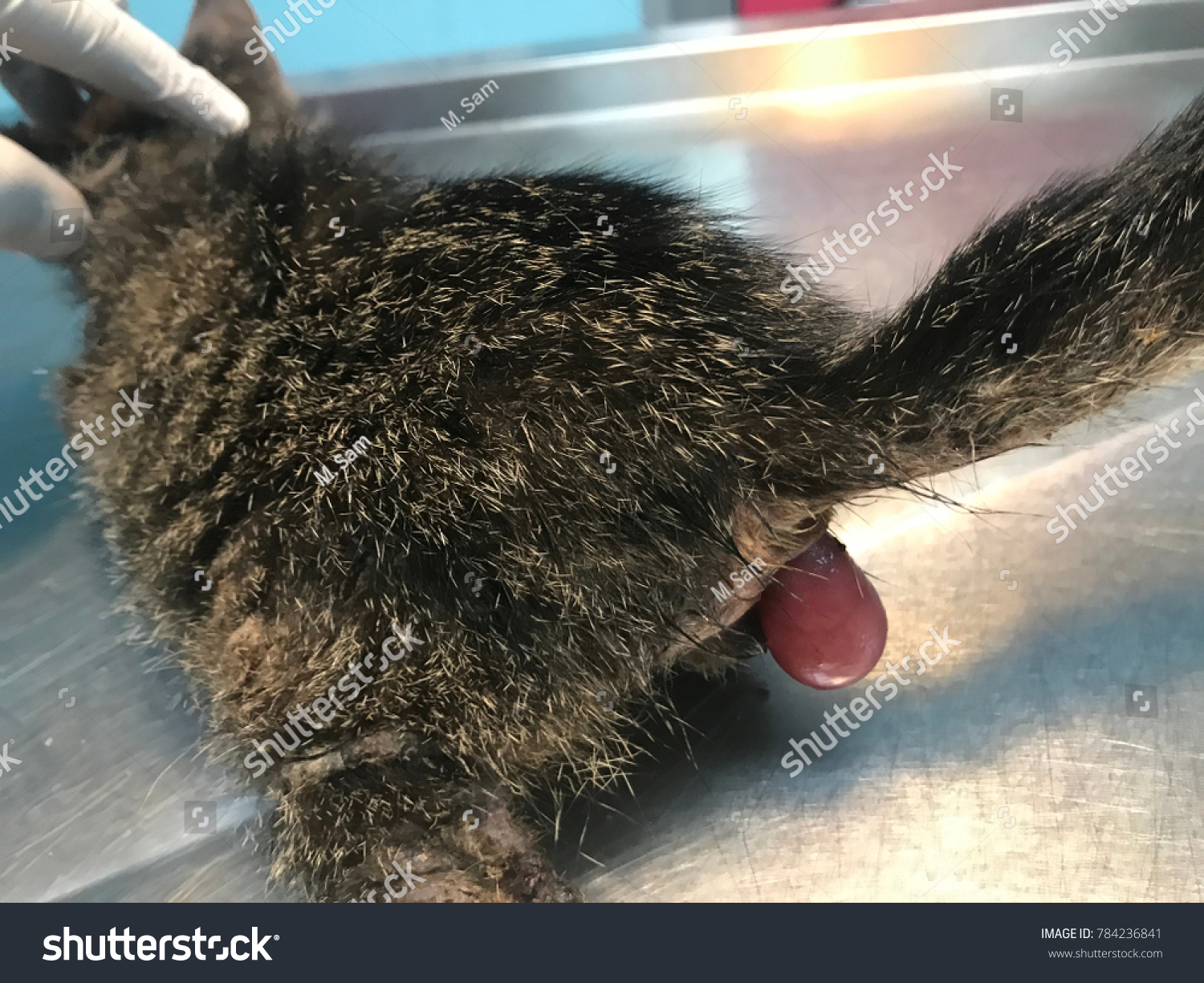 Feline Cat Clinical Sign Anal Prolapse Stock Photo 784236841 | Shutterstock