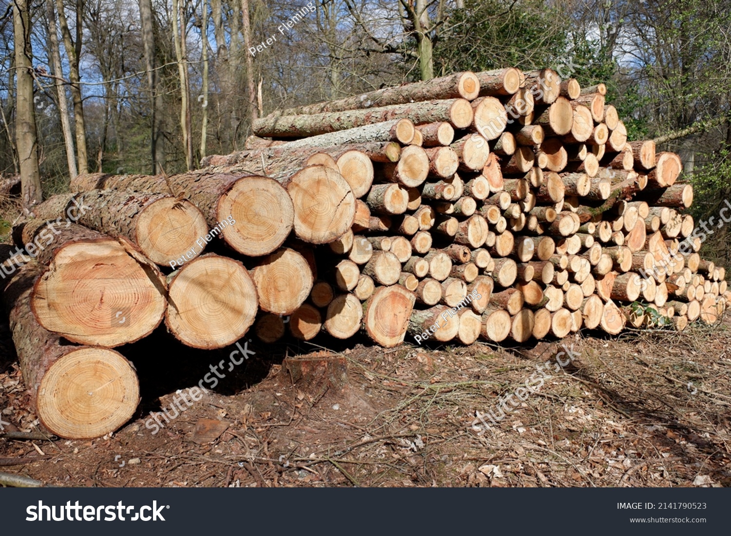 81 225 Felled Trees Images Stock Photos Vectors Shutterstock   Stock Photo Felled Timber Log Pile Stack In Woodland 2141790523 