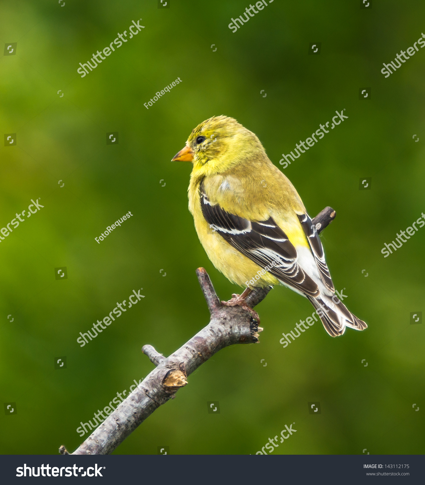 Female American Goldfinch Stock Photo 143112175 - Shutterstock