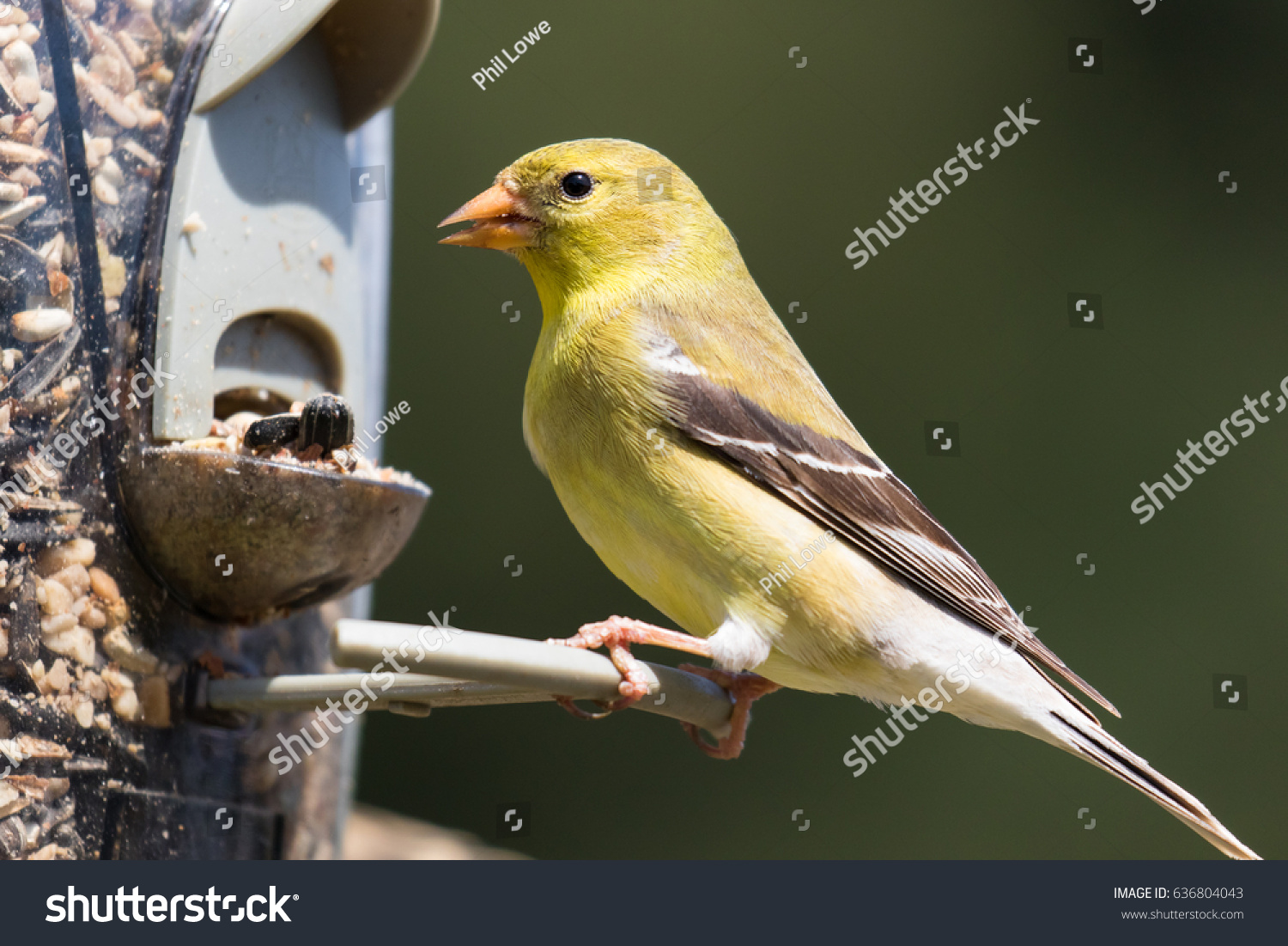 Female American Goldfinch Spinus Tristis Feeding Stock Photo