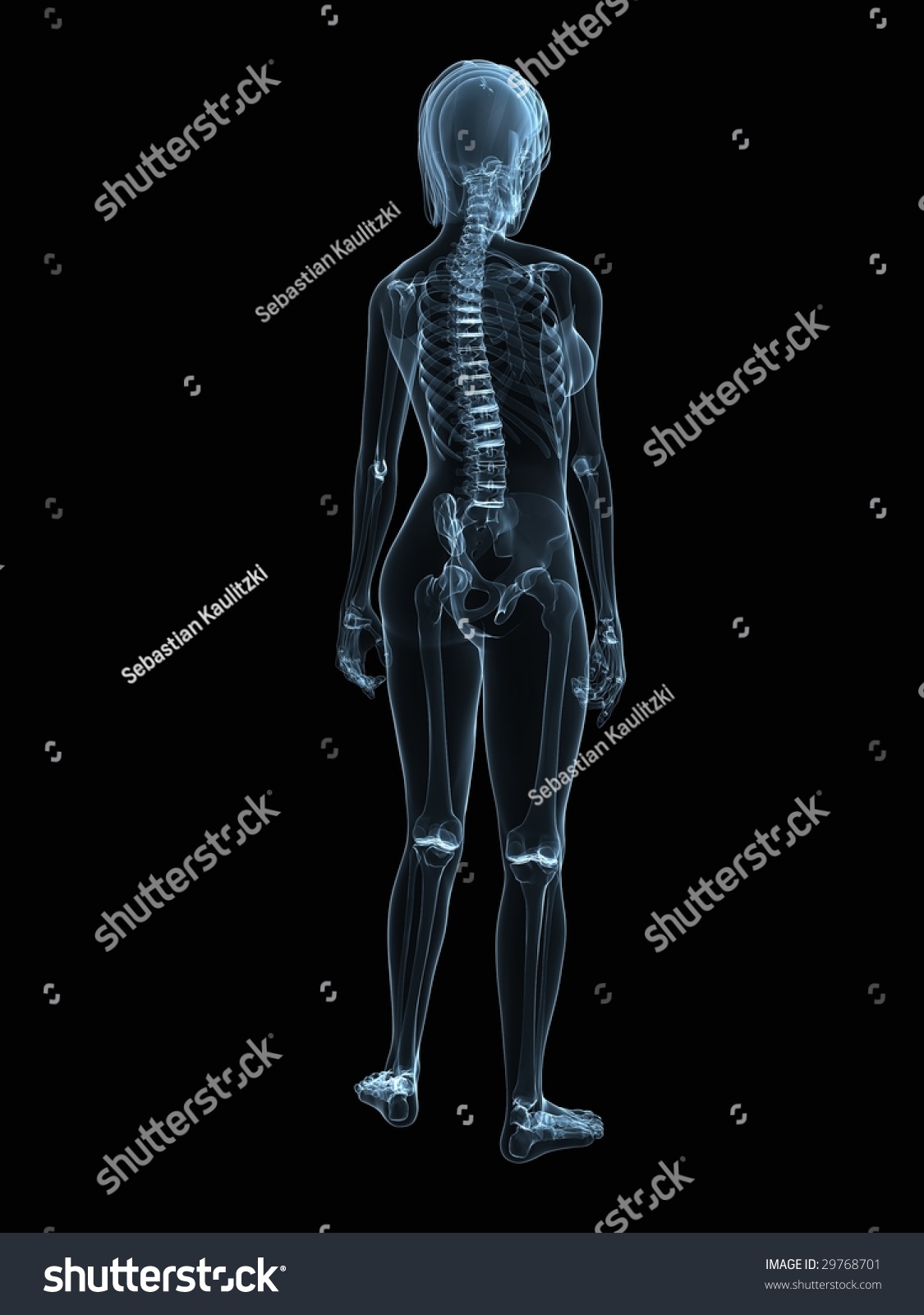 Female Anatomy Stock Photo Shutterstock