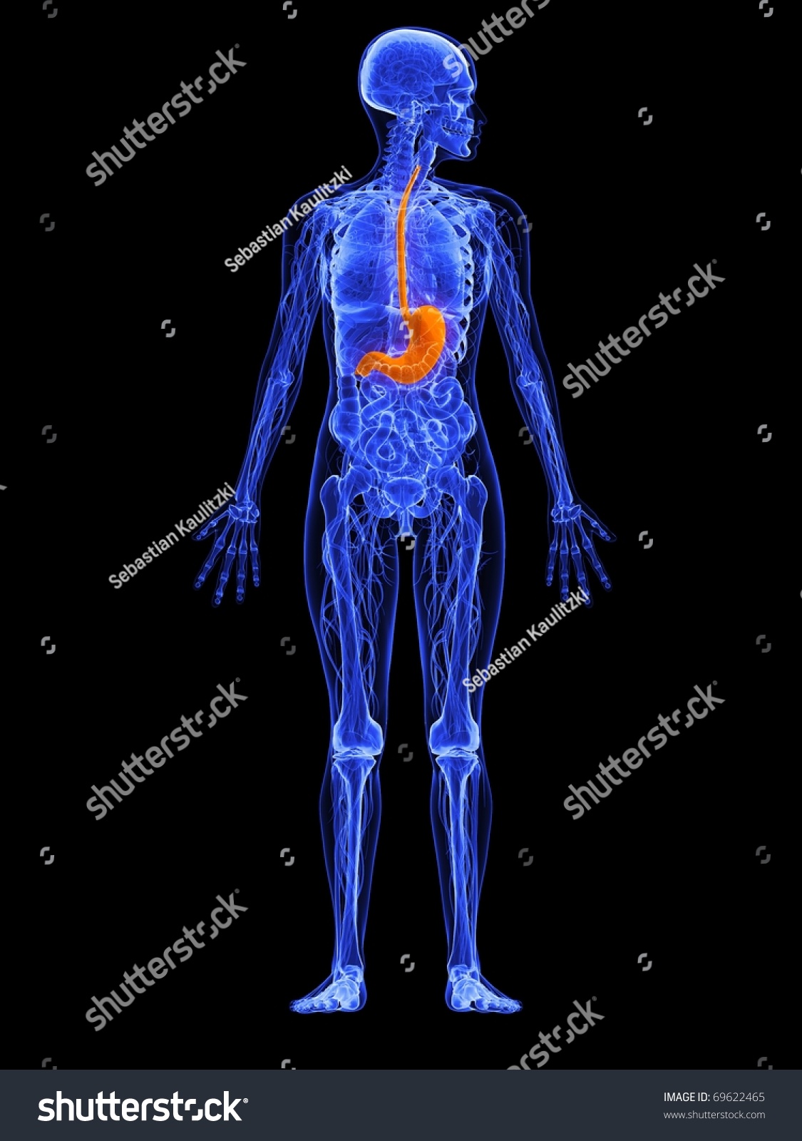 Female Anatomy - Stomach Stock Photo 69622465 : Shutterstock
