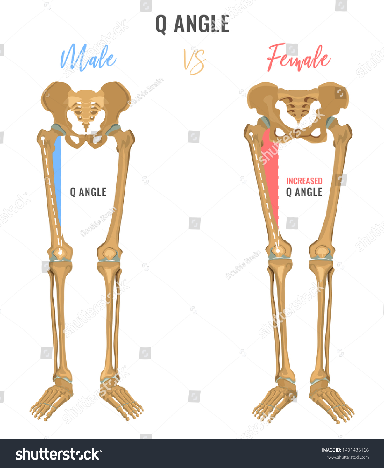 男女の骨格の違いのポスター 比較のq角度 主な性別のニュアンス 白い背景に美しいイラスト のイラスト素材