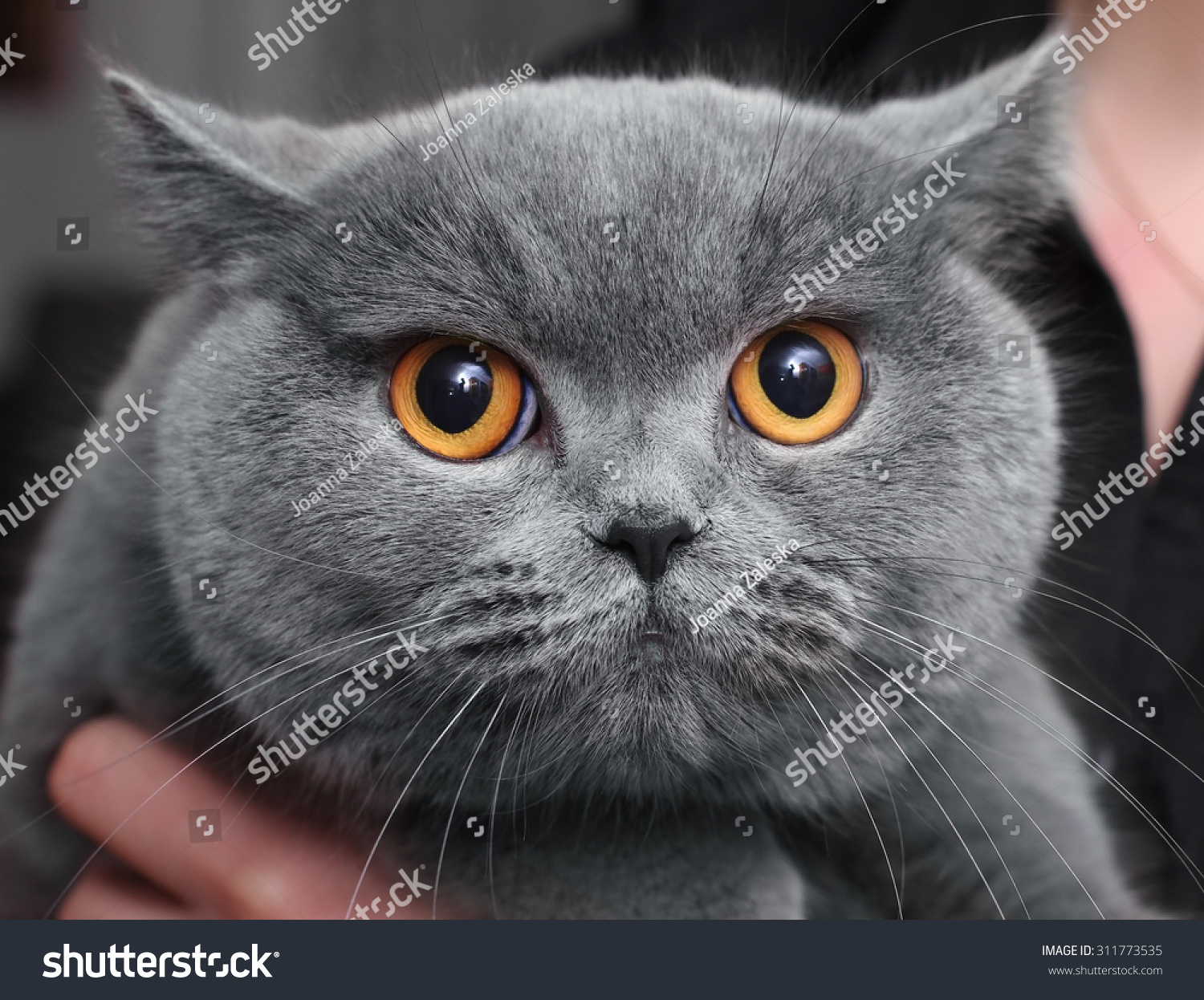 Female Blue British Shorthair Cat Portrait Stock Photo Edit Now