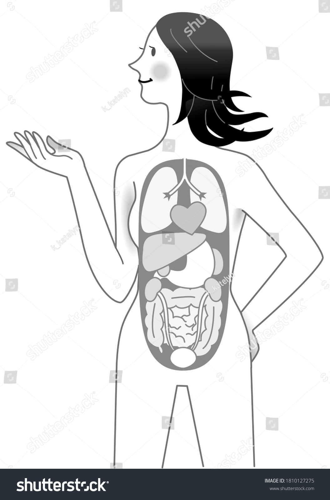 Female Body Internal Organs Stock Illustration 1810127275