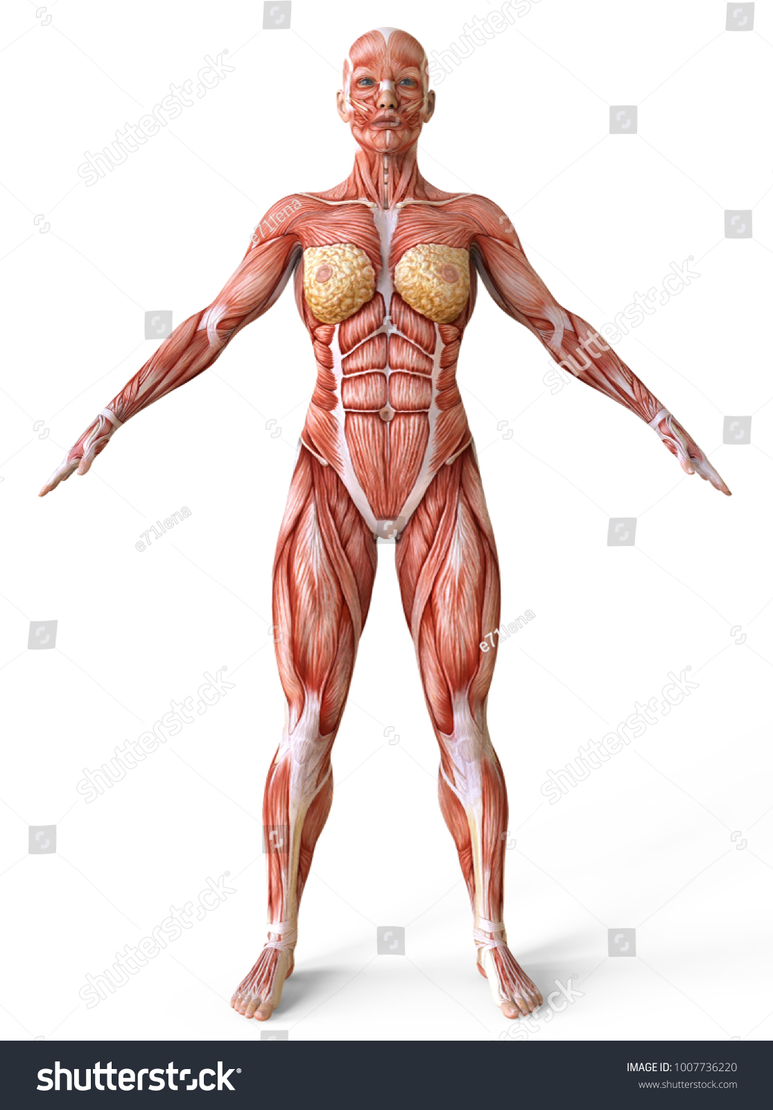 Female Body Without Skin Anatomy Muscles Stock Illustration 1007736220