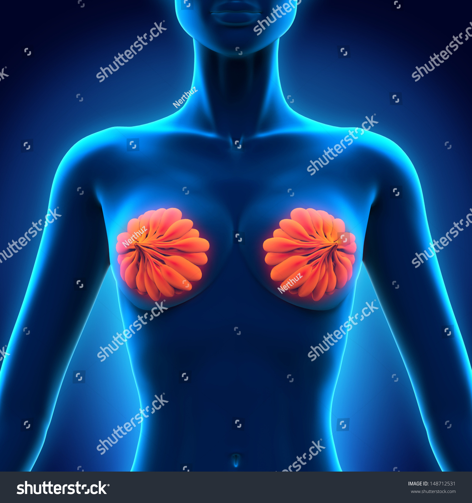 Female Breast Anatomy Stock Illustration 148712531 Shutterstock 3764