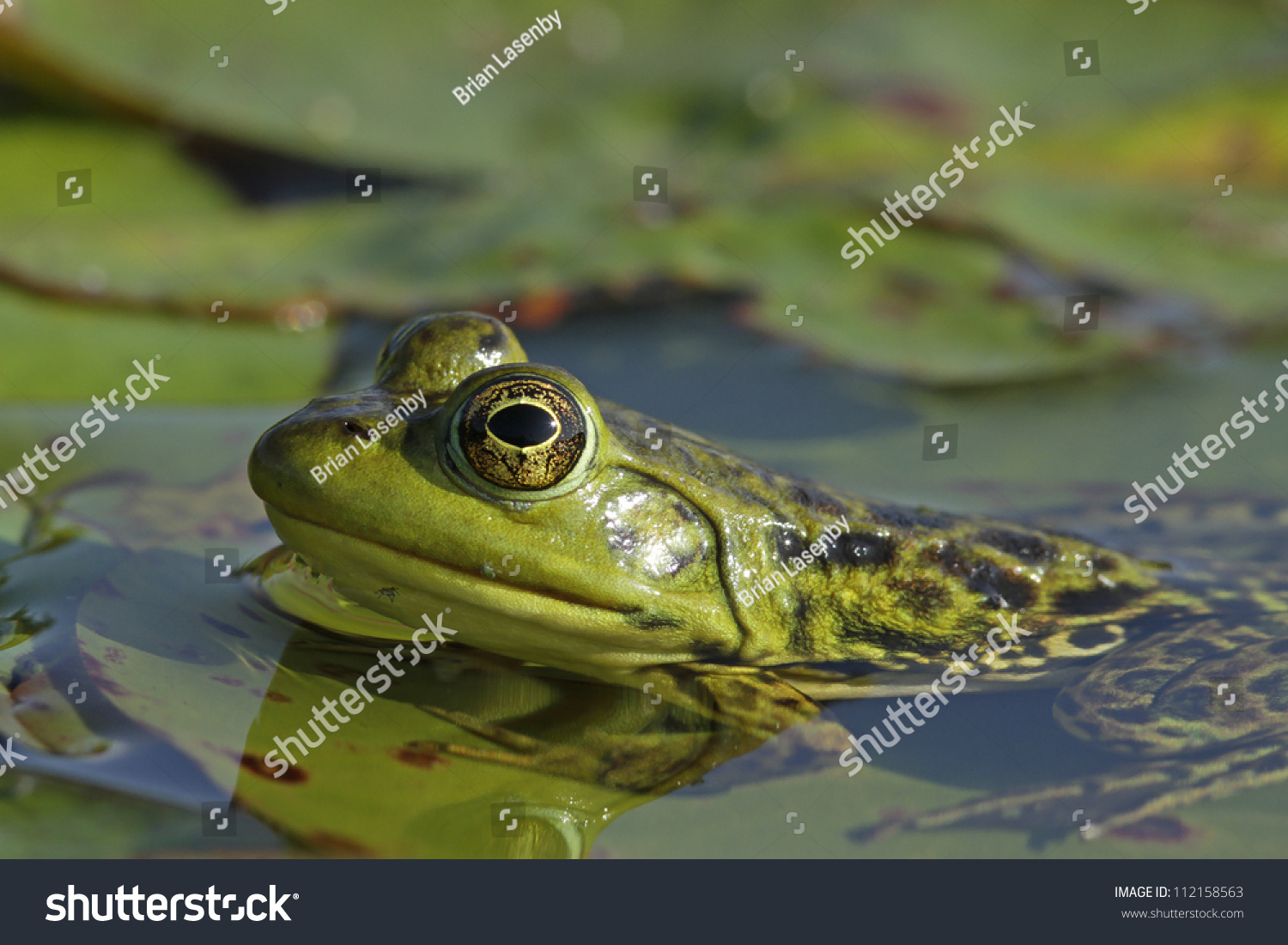 Female Bullfrog Lithobates Catesbeianus Partially Submerged Stock Photo ...