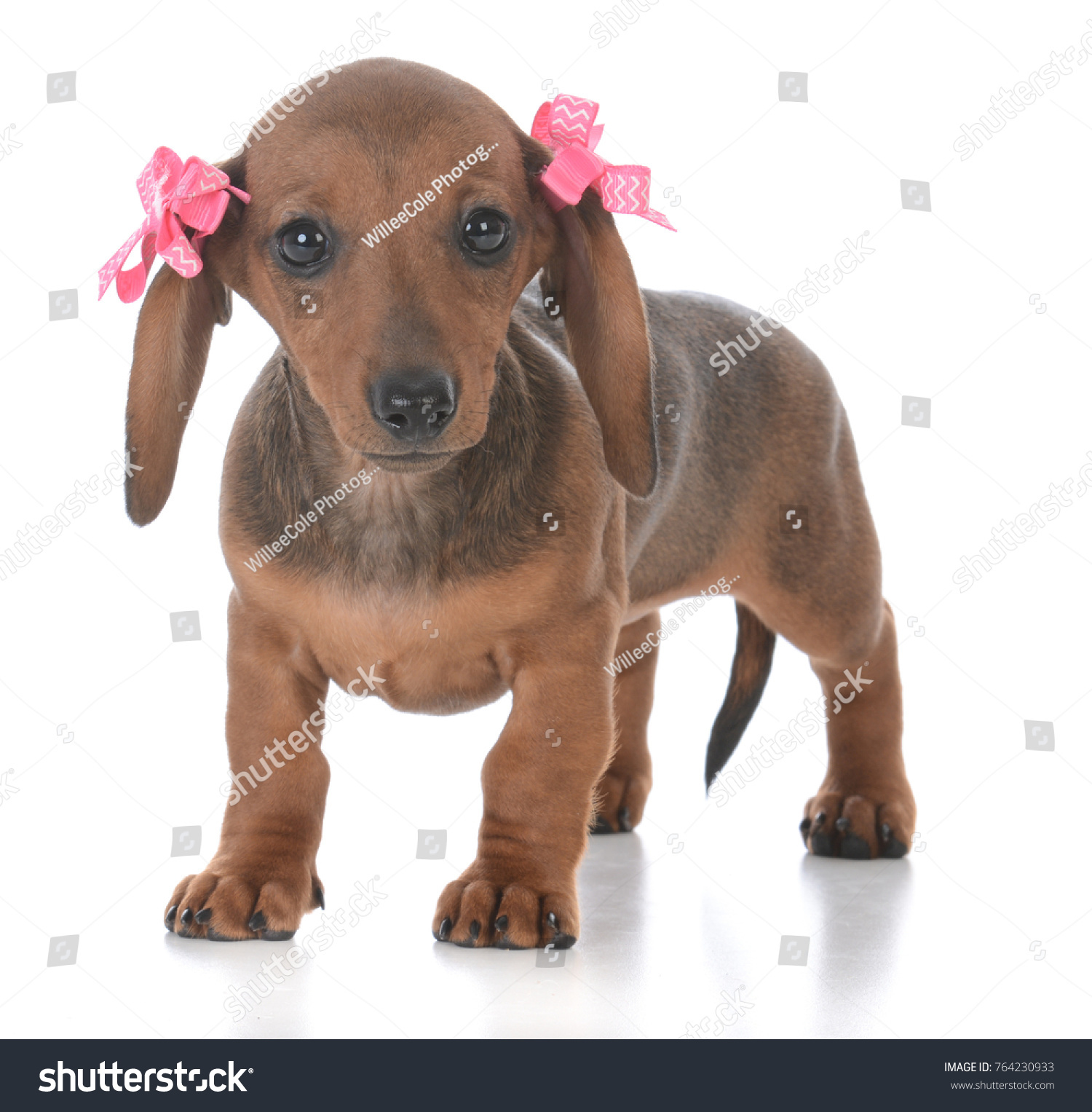 Female Dachshund Puppy Pink Bows Ears Stock Photo Edit Now 764230933