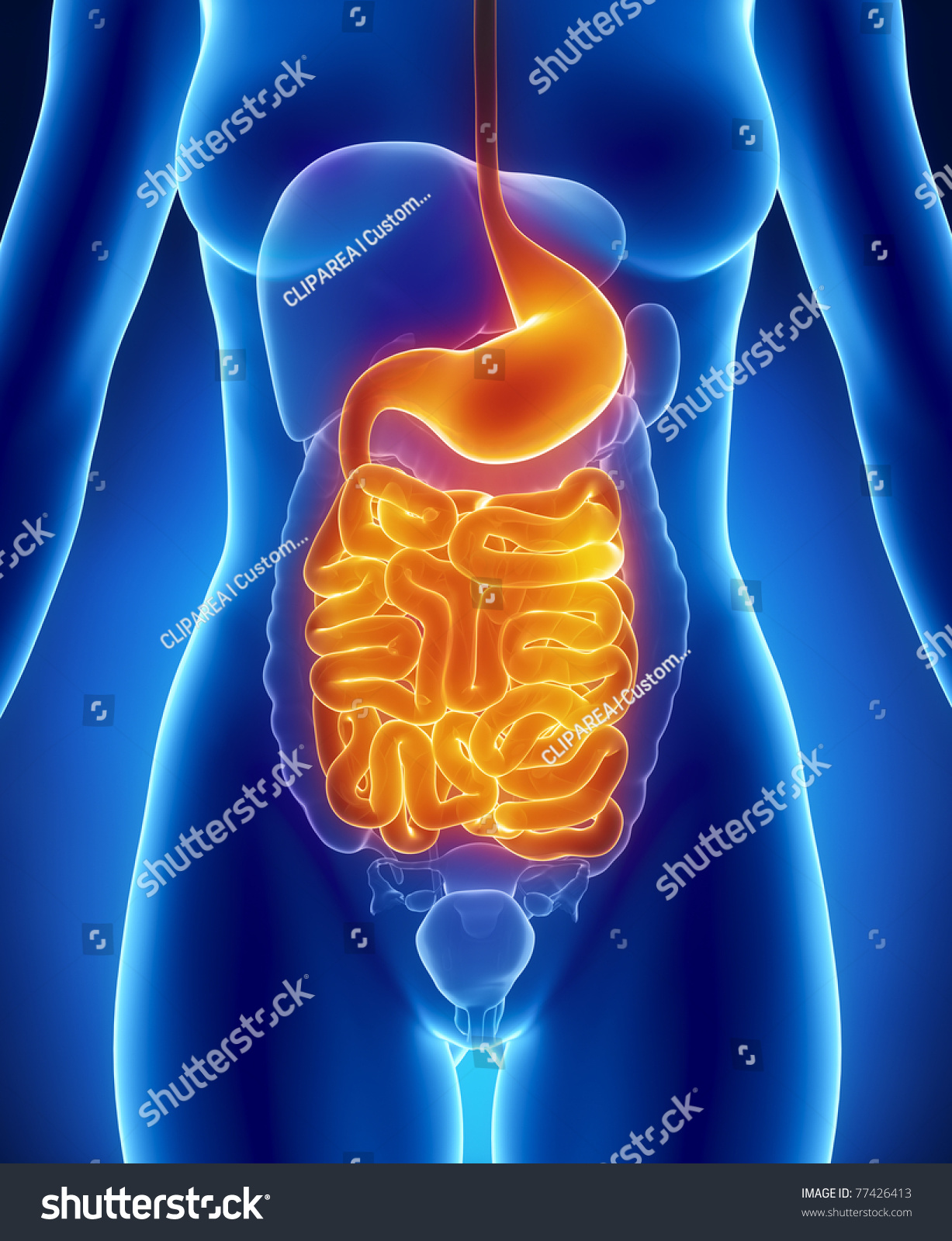 Female Digestive System Stock Illustration 77426413 - Shutterstock