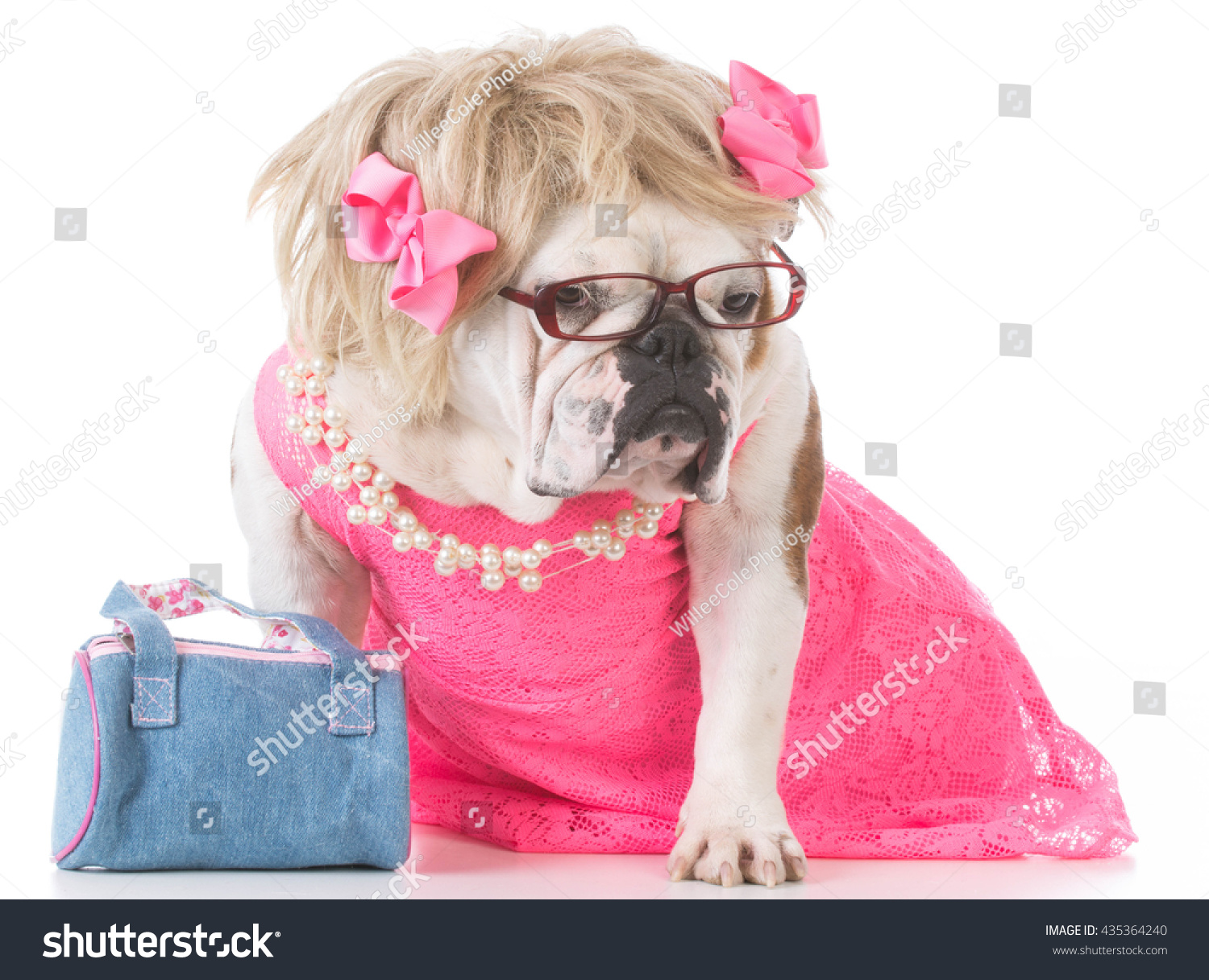 english bulldog dressed up