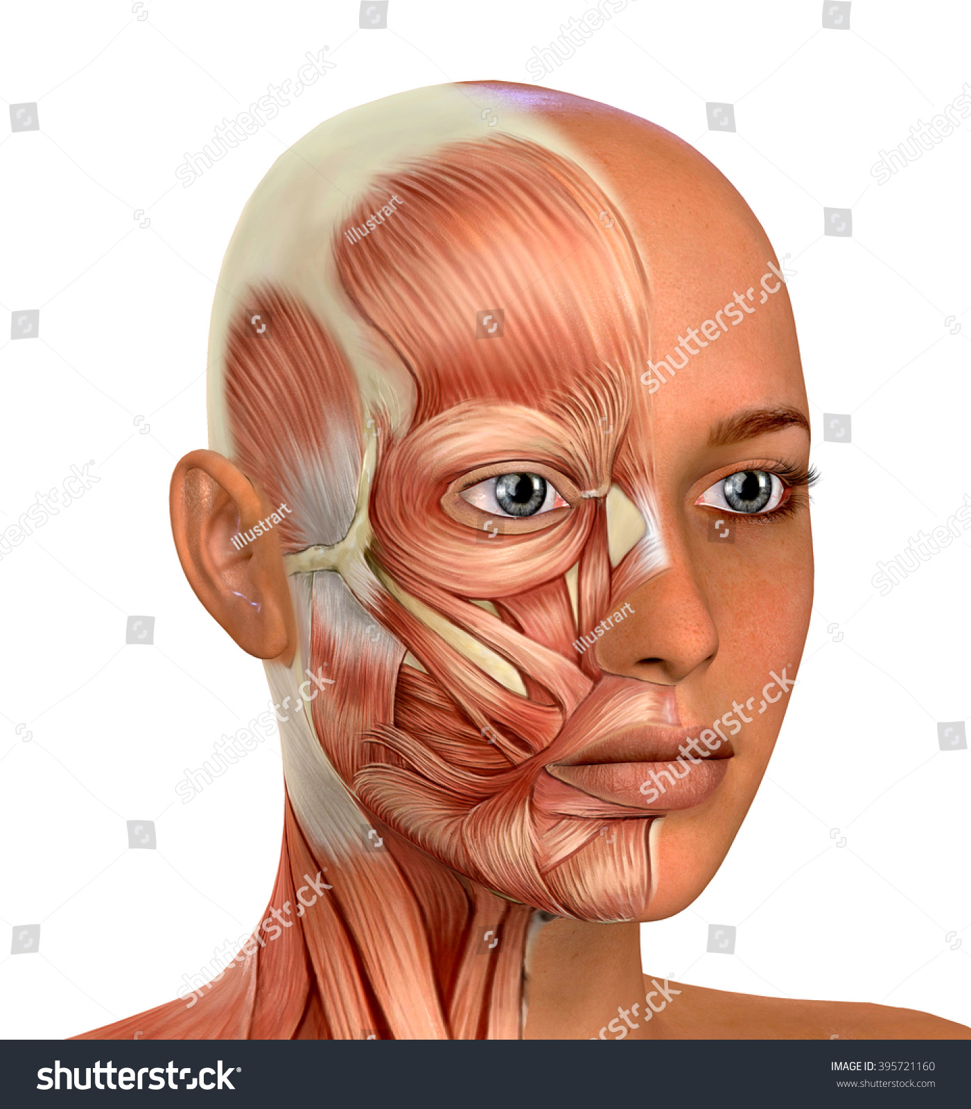 Female Face Muscles Anatomy Stock Photo 395721160 : Shutterstock