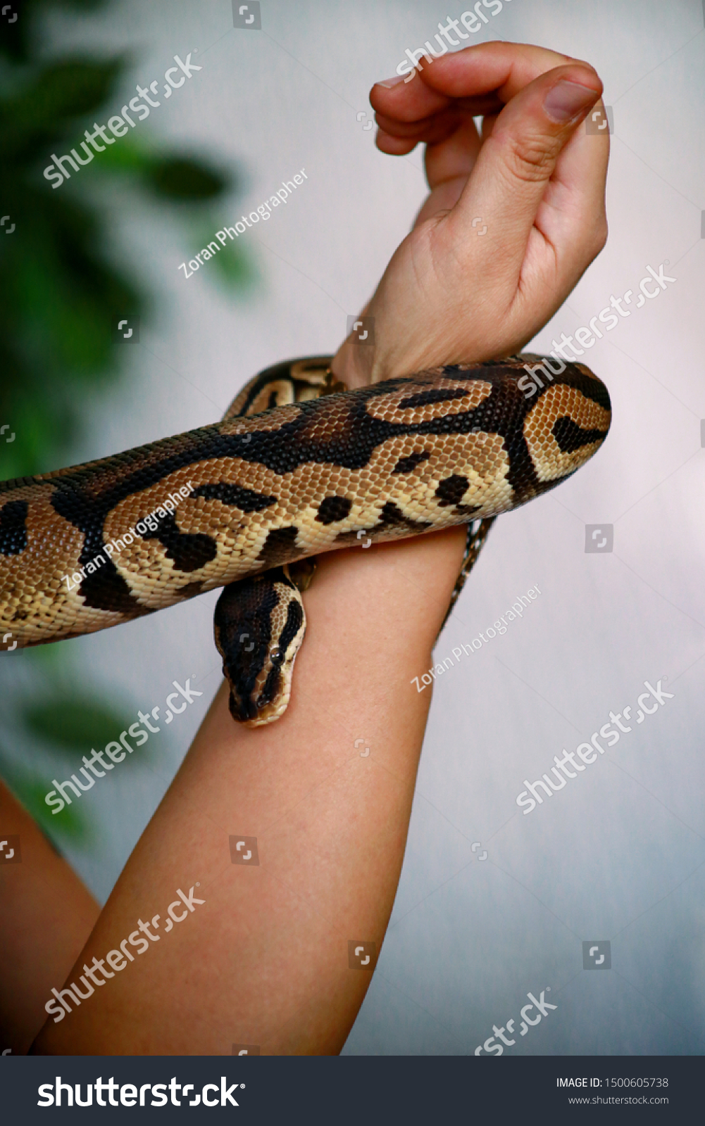 Delegation Revision Nævne Female Hands Royal Python Snake Woman Stock Photo (Edit Now) 1500605738