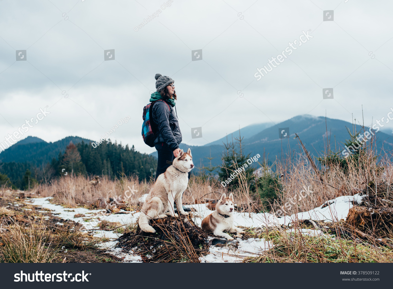 siberian husky hiking