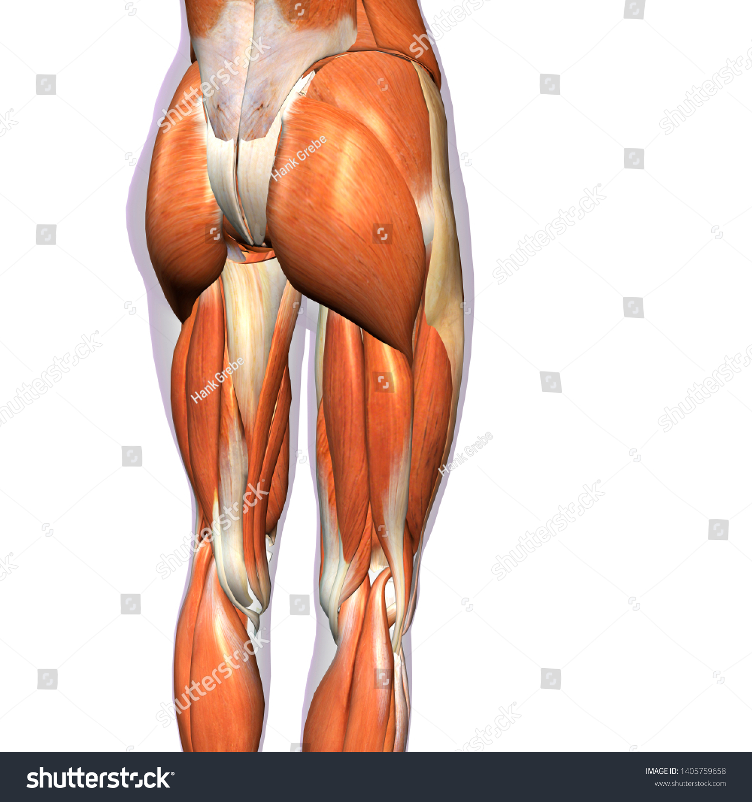 Female Hip Leg Muscles Posterior 3d Stock Illustration 1405759658 7316